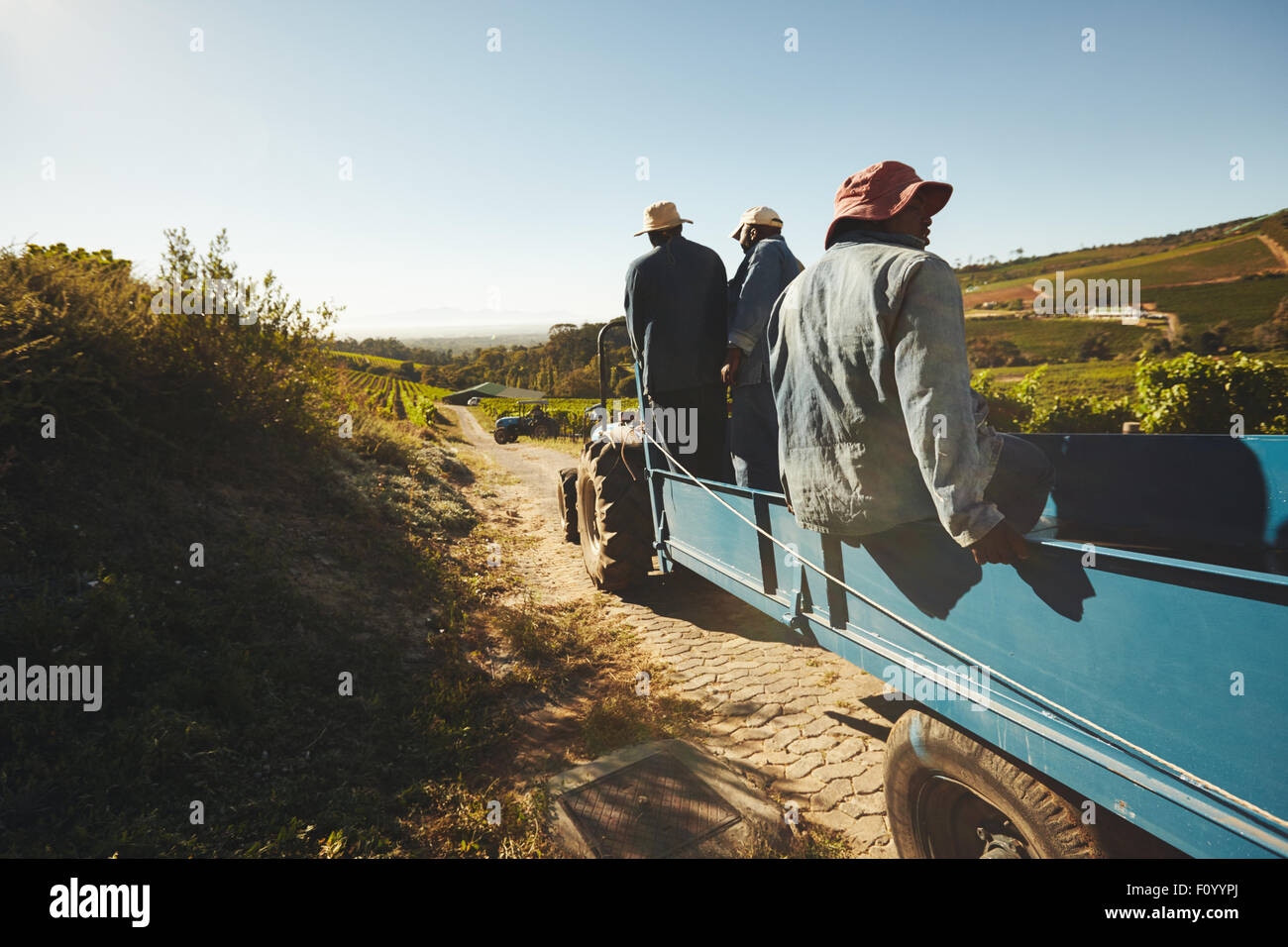 Colpo di vigna lavoratori nel carro del trattore il trasporto di uve alla fabbrica del vino. Gruppo di agricoltori di uva nel rimorchio del trattore. Foto Stock