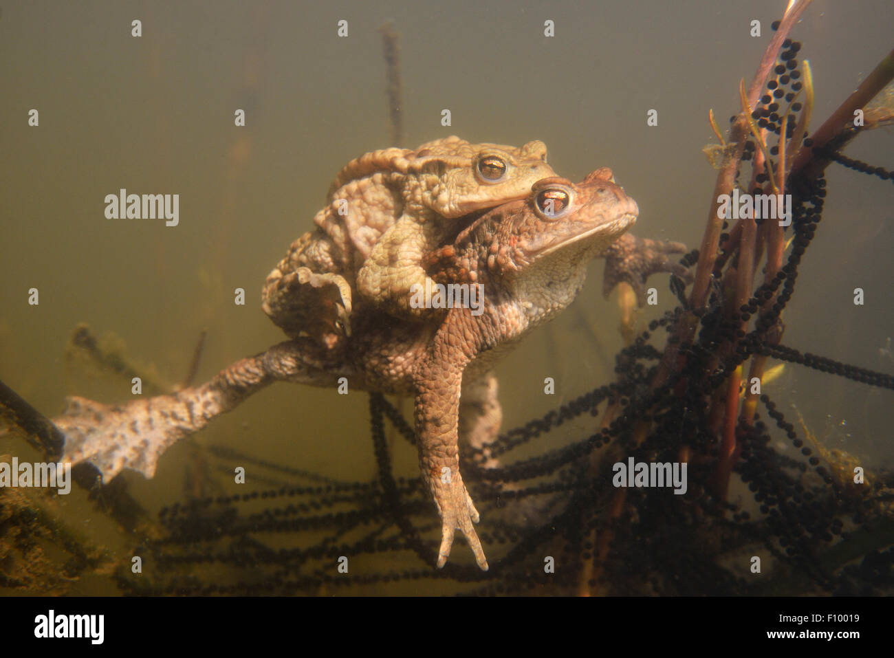 Rospi comuni (Bufo bufo) coniugata subacquei con stringhe di deposizione delle uova, zone di riproduzione, Turingia, Germania Foto Stock