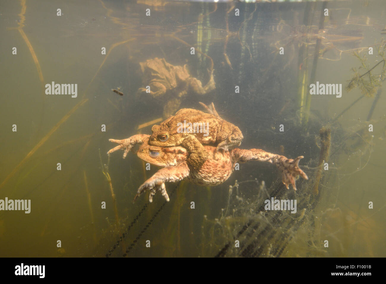 Rospi comuni (Bufo bufo) coniugata subacquei con stringhe di deposizione delle uova, zone di riproduzione, Turingia, Germania Foto Stock