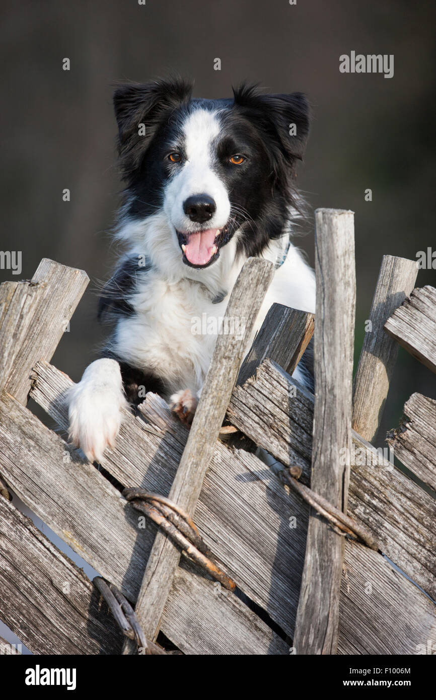 Border Collie guardando sopra una vecchia recinzione di legno Foto Stock