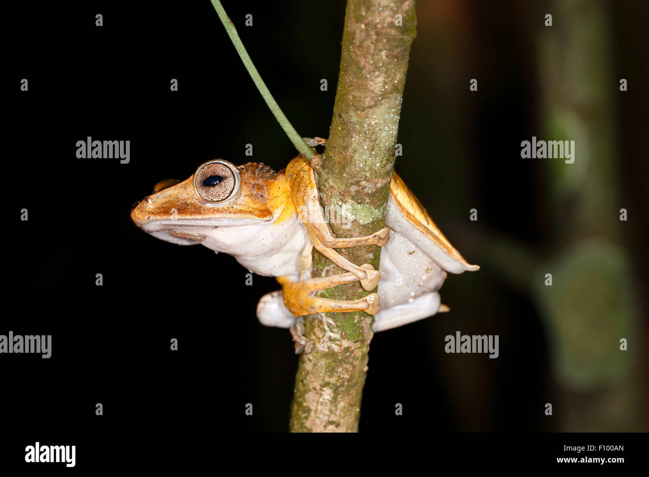 Borneo eared frog (Polypedates otilophus), scena notturna, Kubah National Park, Stati di Sarawak, nel Borneo, Malaysia Foto Stock