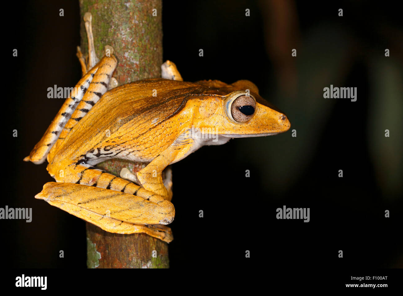 Borneo eared frog (Polypedates otilophus), scena notturna, Kubah National Park, Stati di Sarawak, nel Borneo, Malaysia Foto Stock