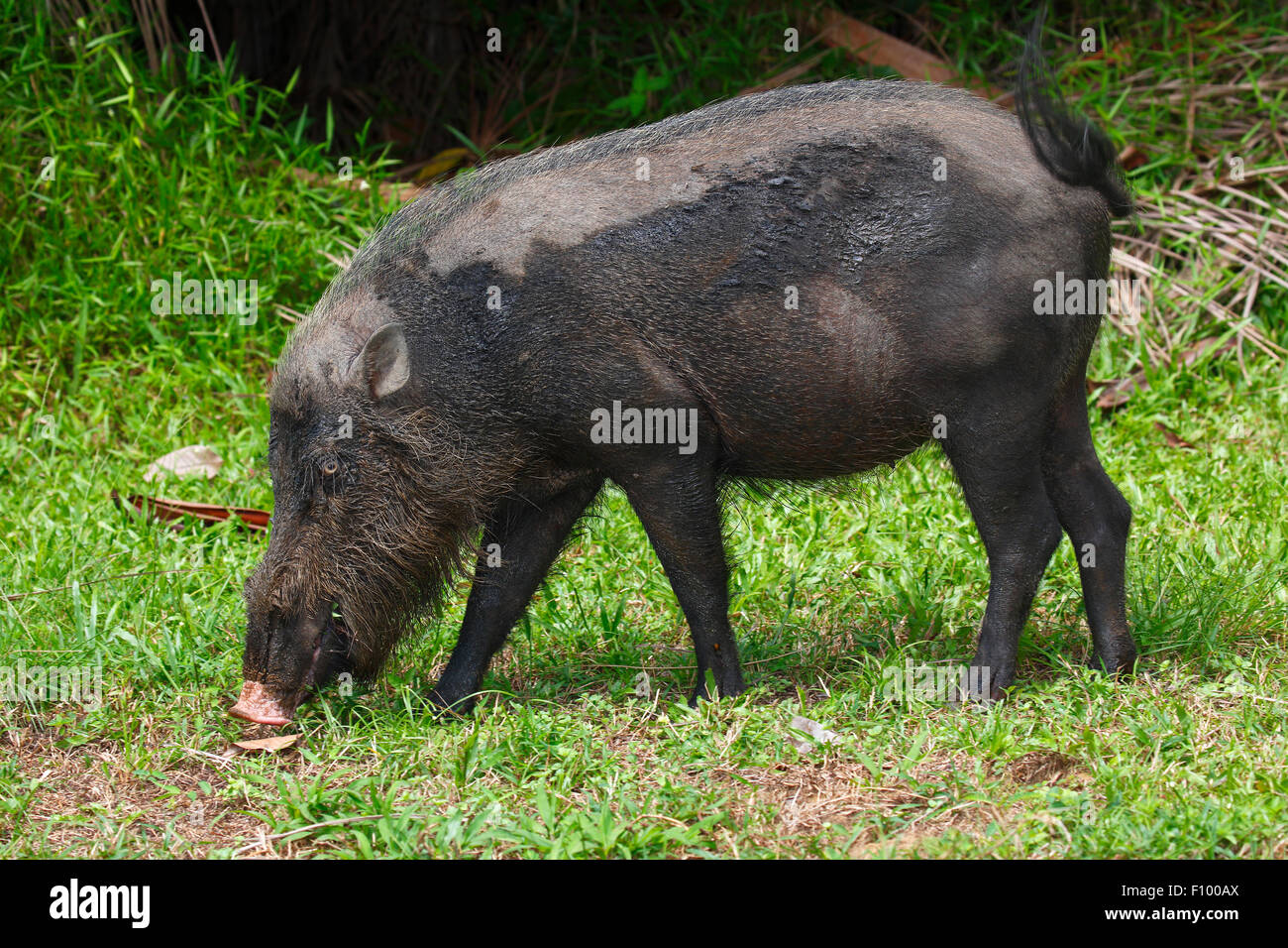 Bornean barbuto maiale (Sus barbatus), Bako National Park, Stati di Sarawak, nel Borneo, Malaysia Foto Stock