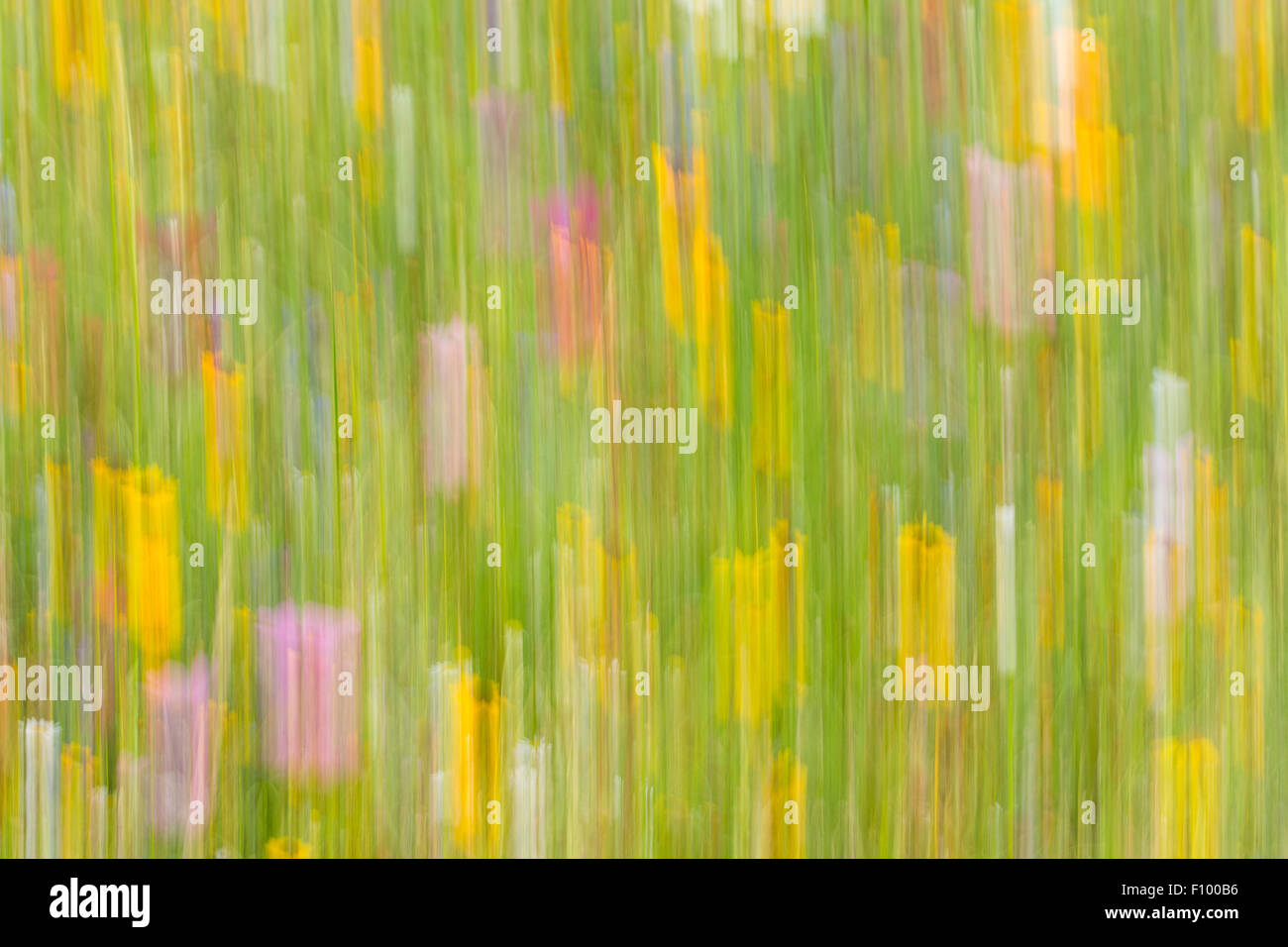 Prato estivo, fiore prato, immagine astratta Foto Stock