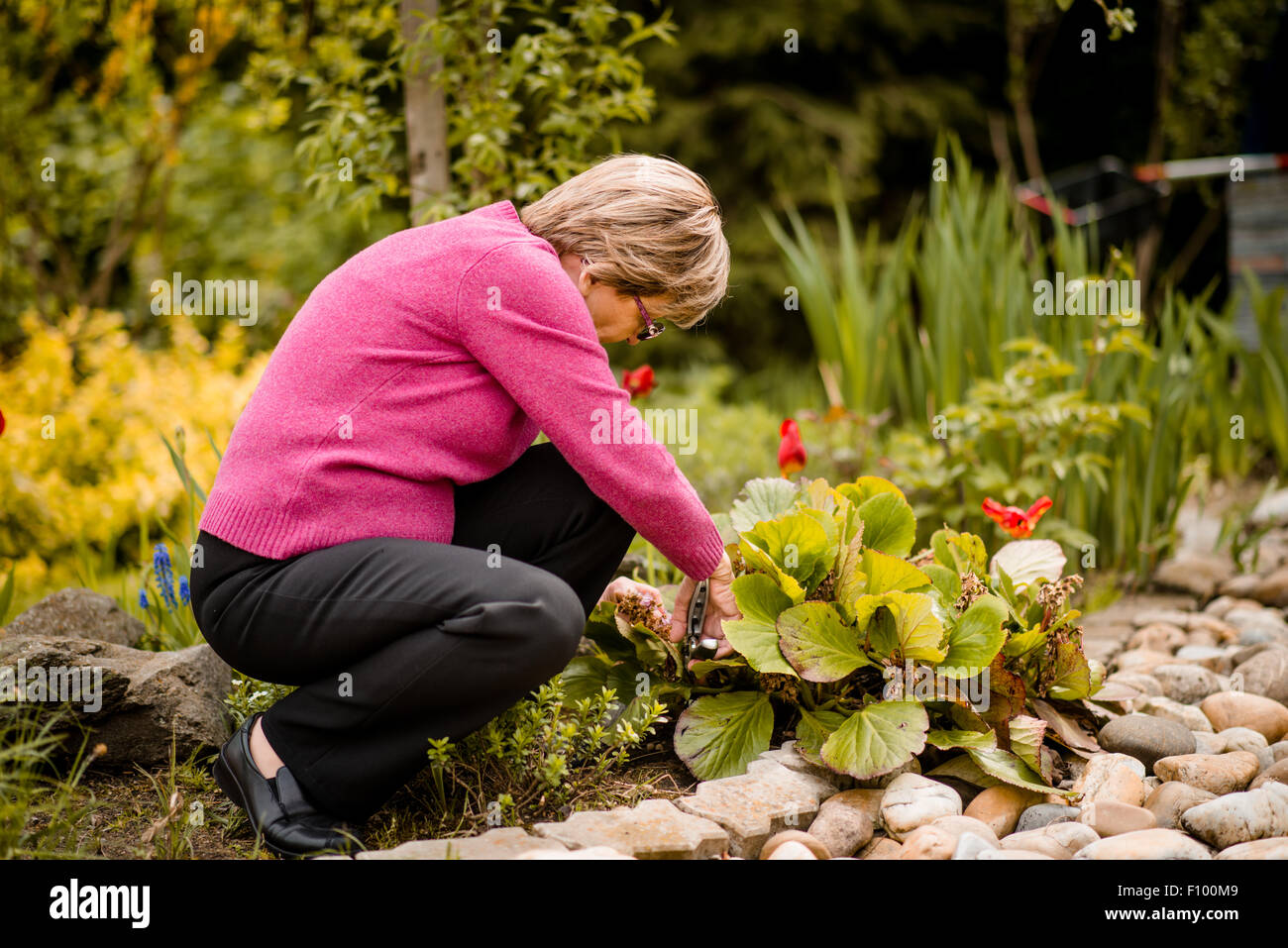 Senior donna fiori di potatura con cesoia in giardino nel cortile Foto Stock