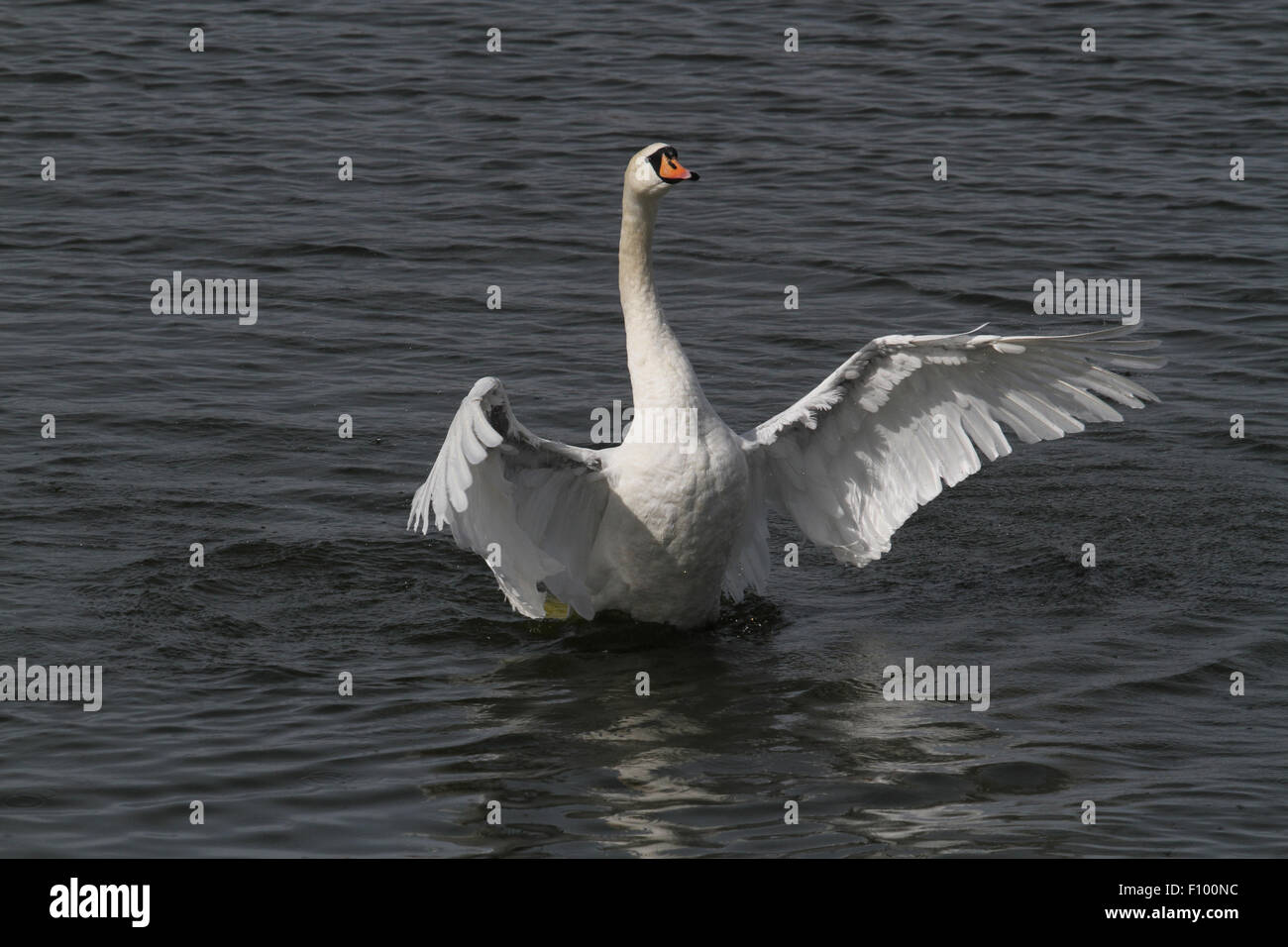 Cigno sbattimenti ali Foto Stock