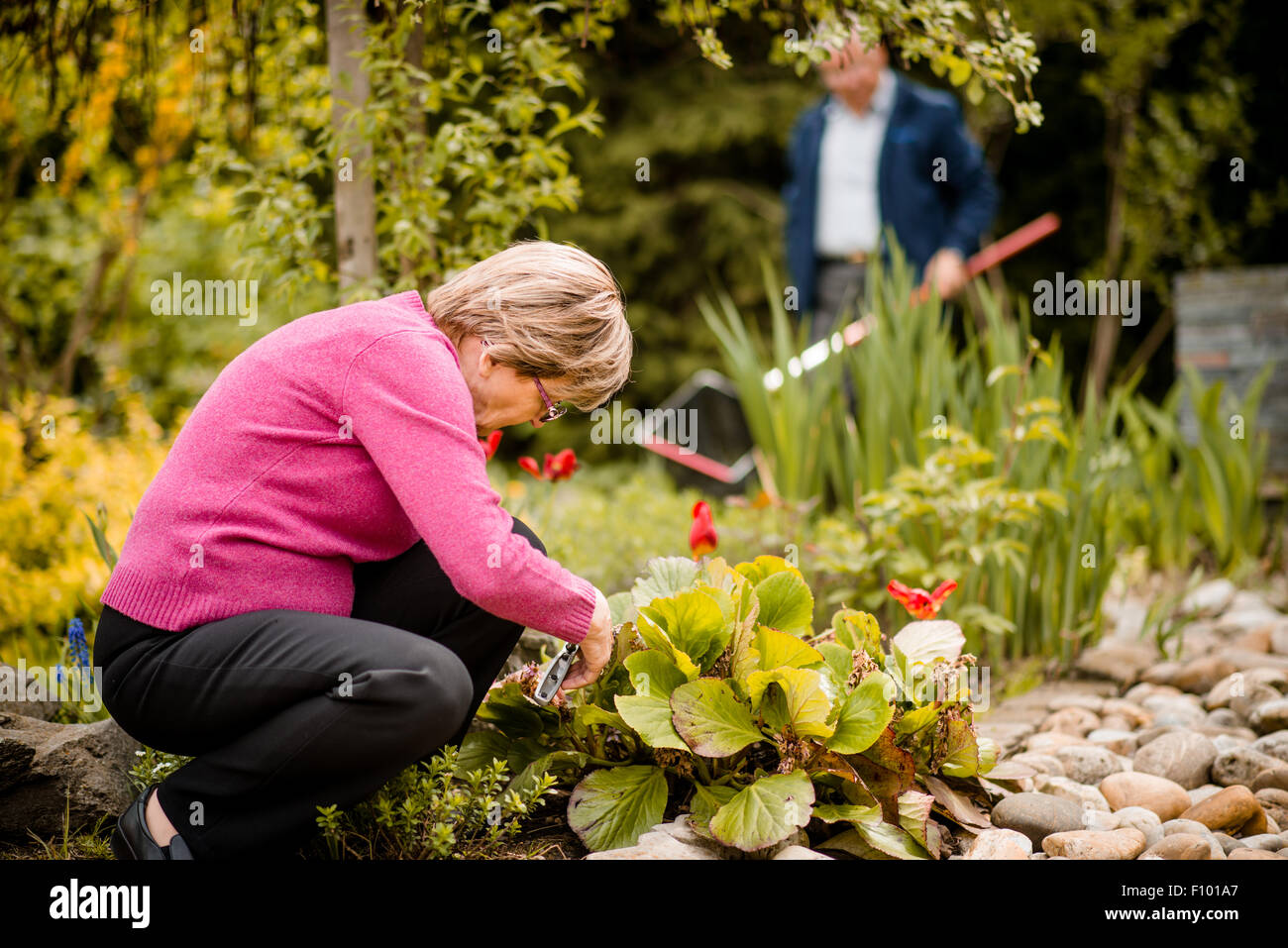 Senior donna fiori di potatura in giardino nel cortile con il marito in background Foto Stock