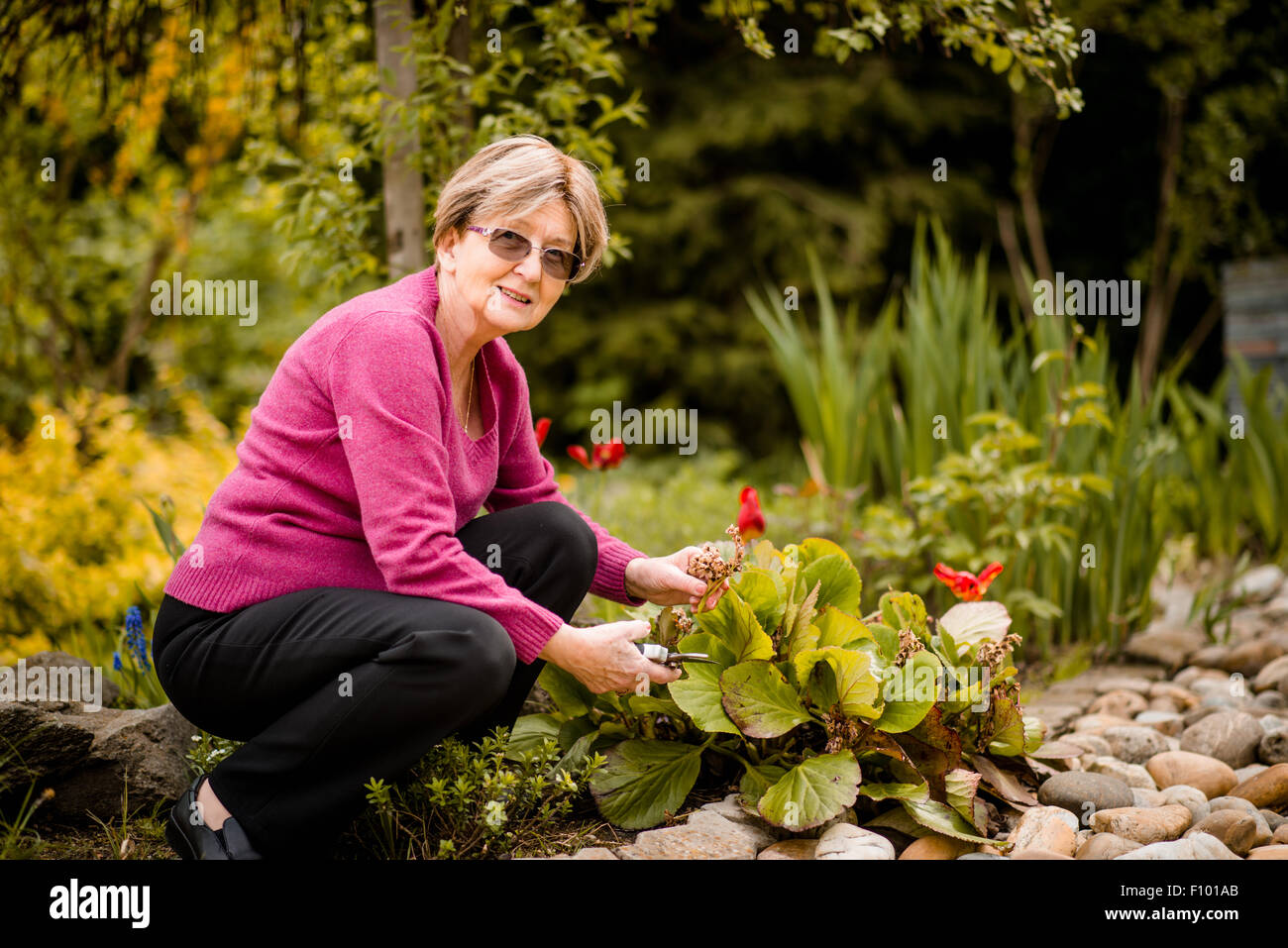 Senior donna fiori di potatura con cesoia in giardino nel cortile Foto Stock