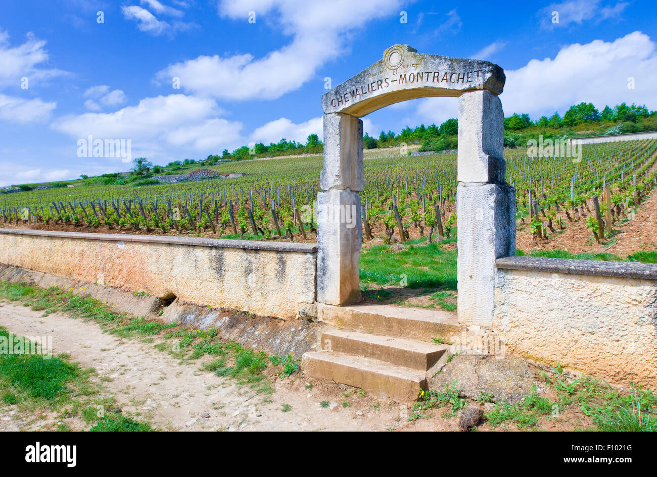 Il mercato di calcare dei vigneti Chevalier-Montrachet Puligny-Montrachet, Borgogna, Francia Foto Stock