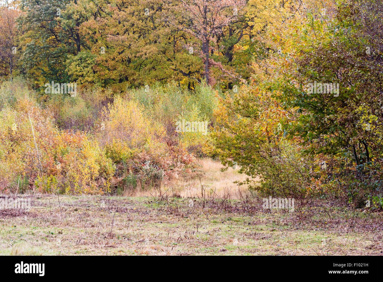 I boschi autunno scena. Scarsamente prato di fronte a un muro di arbusti, sottobosco e alberi . Luce morbida. Foglie verde principalmente ma girando giallo. Foto Stock