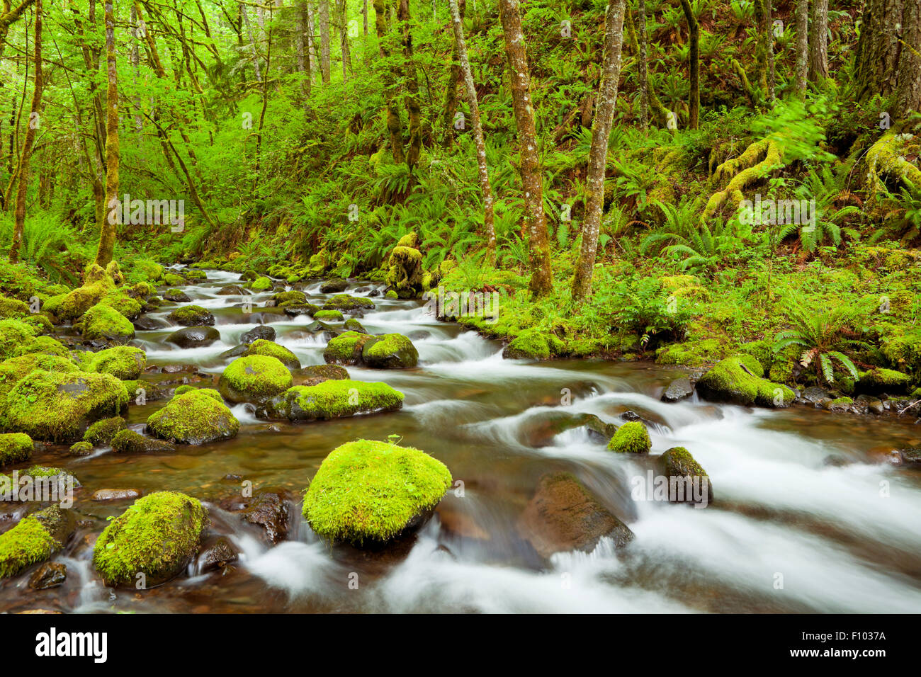 Gorton Creek attraverso la lussureggiante foresta pluviale in Columbia River Gorge, Oregon, Stati Uniti d'America. Foto Stock