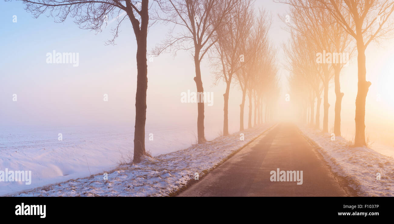 Una strada diritta e una fila di alberi in una mattinata nebbiosa a sunrise. Una tipica immagine dalla storica Beemster Polder in Nethe Foto Stock