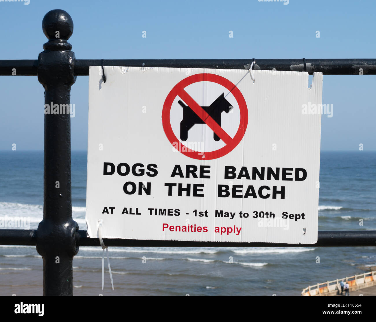 Avviso i cani sono vietati sulla spiaggia, Tynemouth, North Tyneside, England, Regno Unito Foto Stock