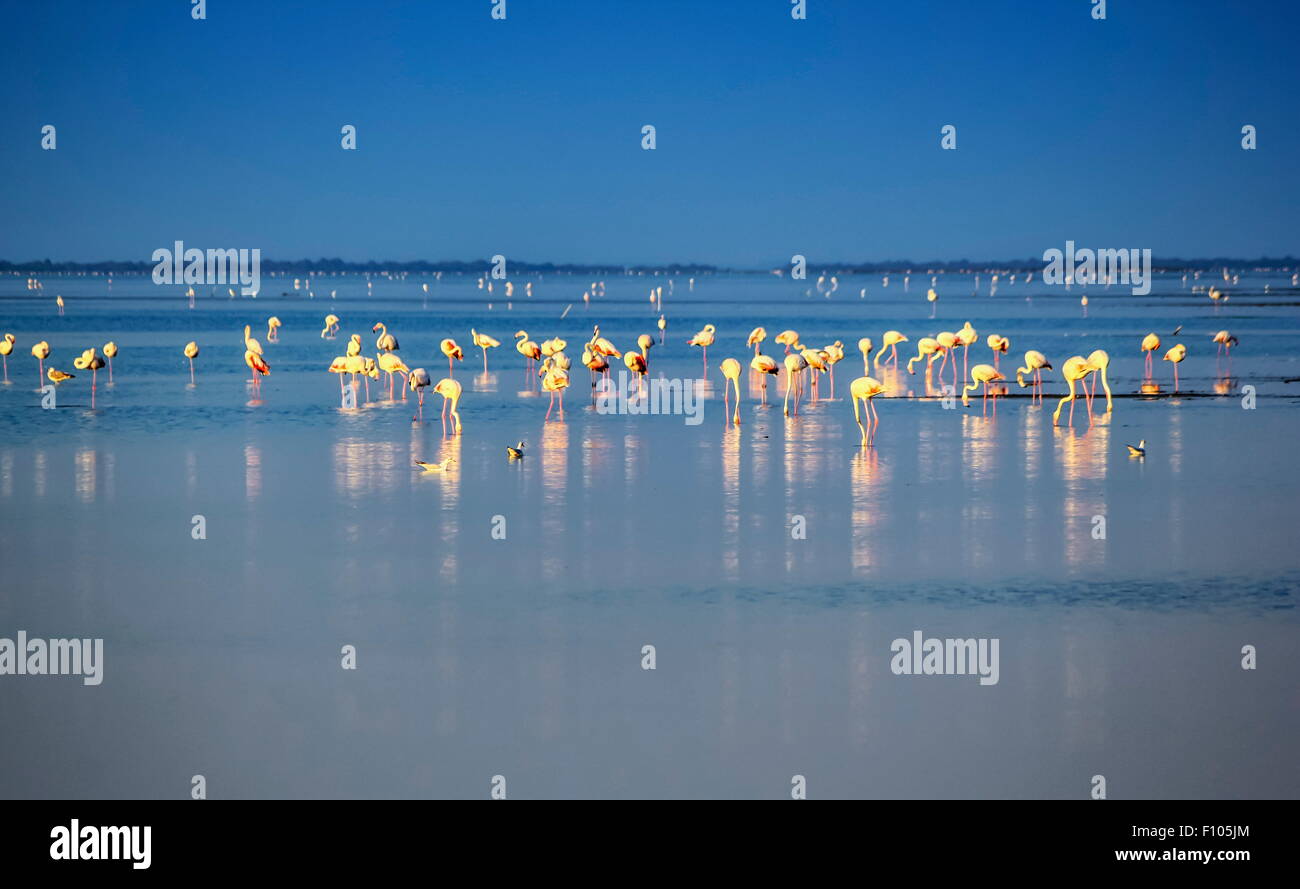 Stormo di fenicotteri rosa di mangiare nella luce del mattino, Camargue, Francia Foto Stock