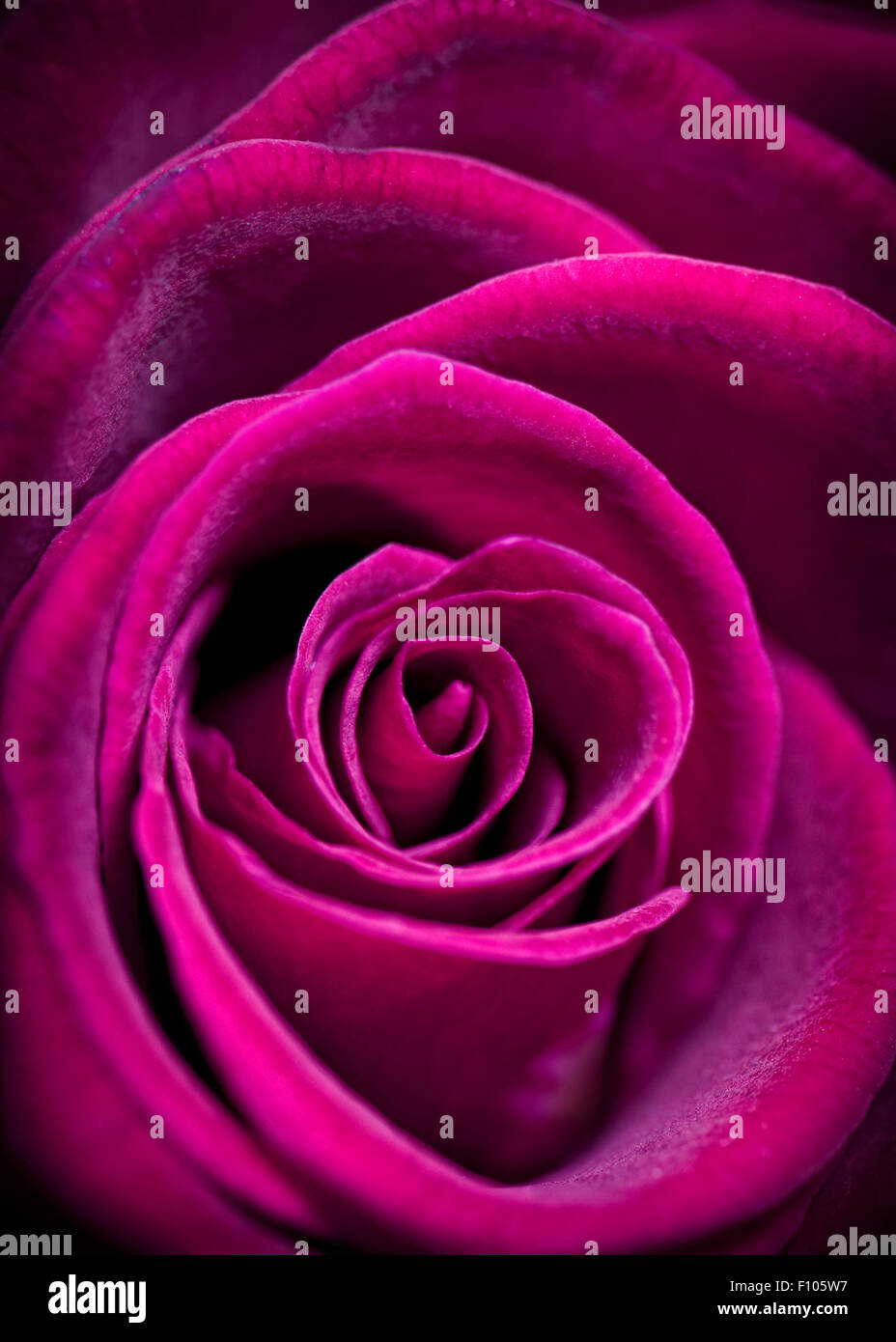 Close up di bella rosa fucsia colore rosa Foto stock - Alamy