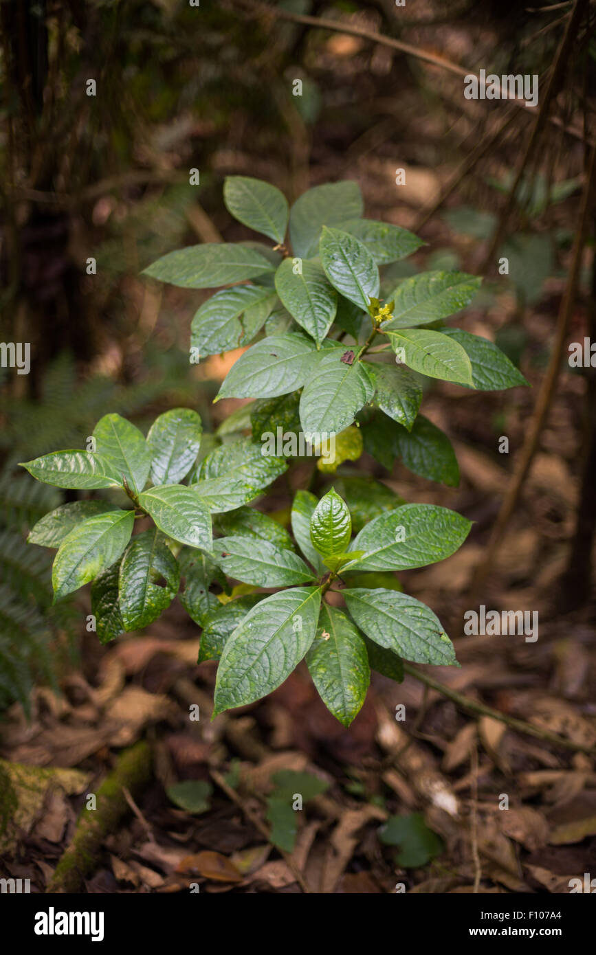 Specie non identificate di piante da fiore selvatiche che crescono sul pavimento della foresta nel Parco Nazionale del Monte Gede Pangrango, Giava Occidentale, Indonesia. Foto Stock