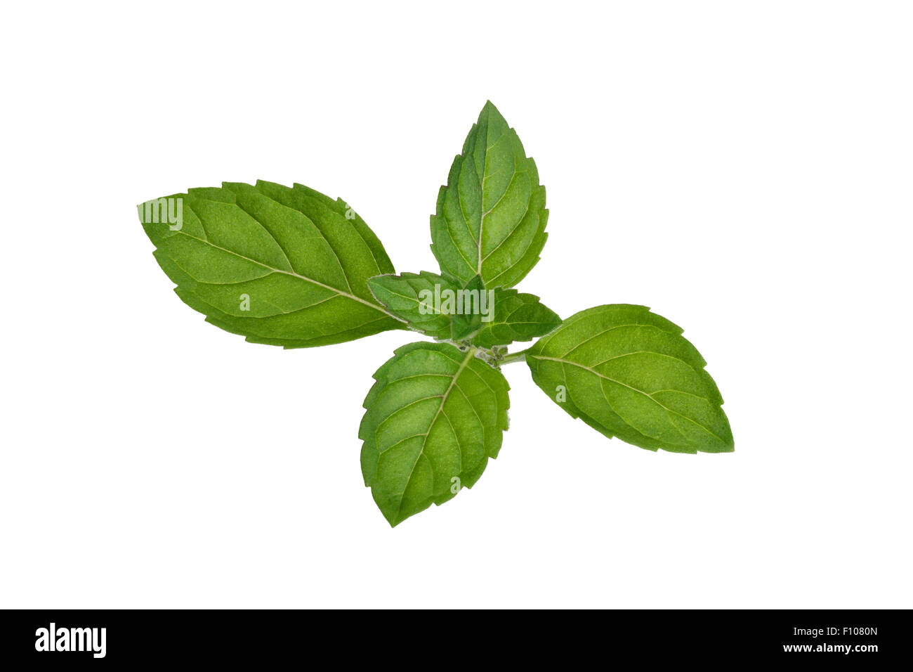 Foglie di menta fresca. Cime di menta verde. Grande profondità di campo, dettagli fini. Ritoccate per assomigliare la pittura Foto Stock