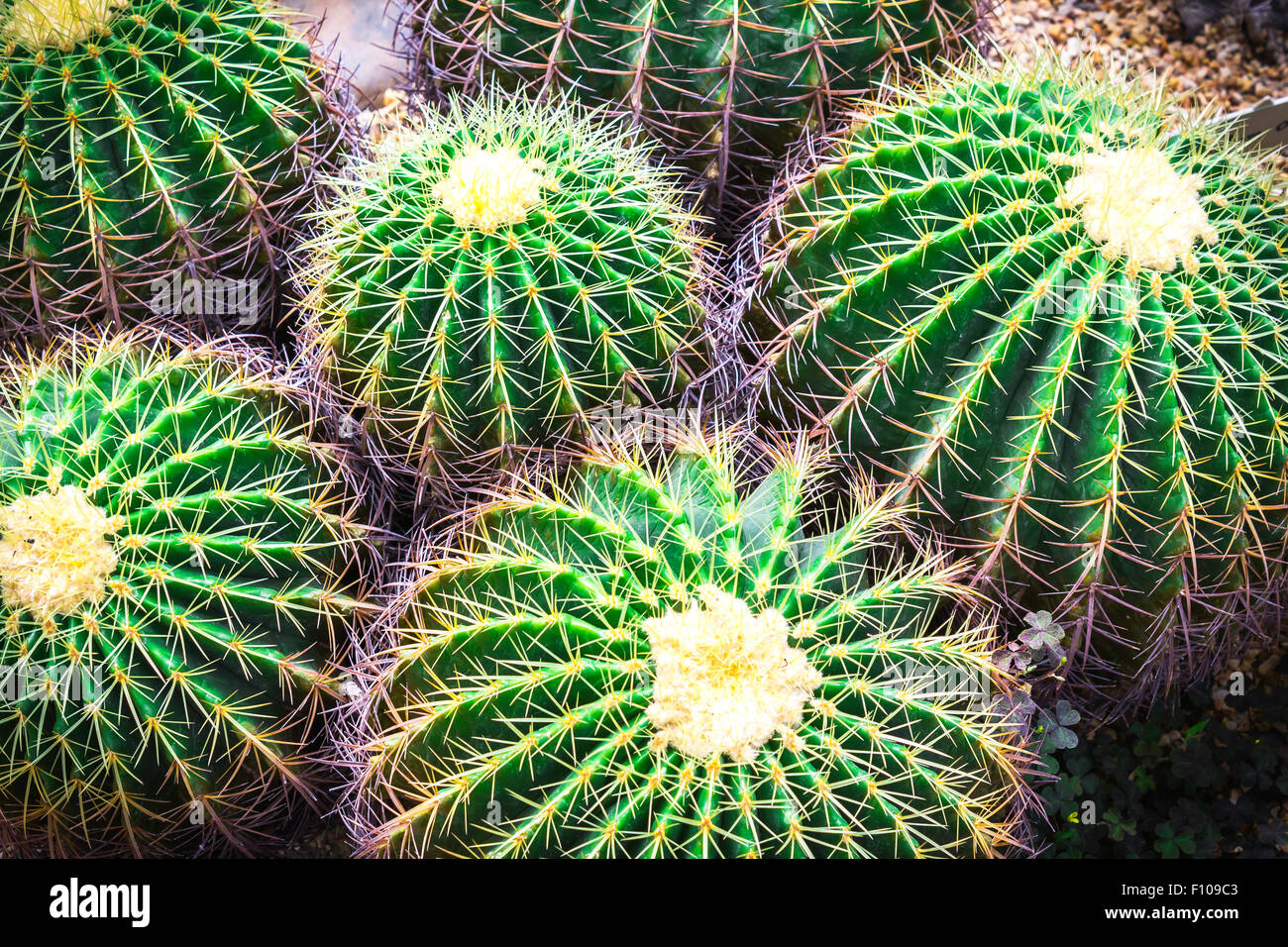 Primo piano verde cactus nel giardino sullo sfondo Foto Stock