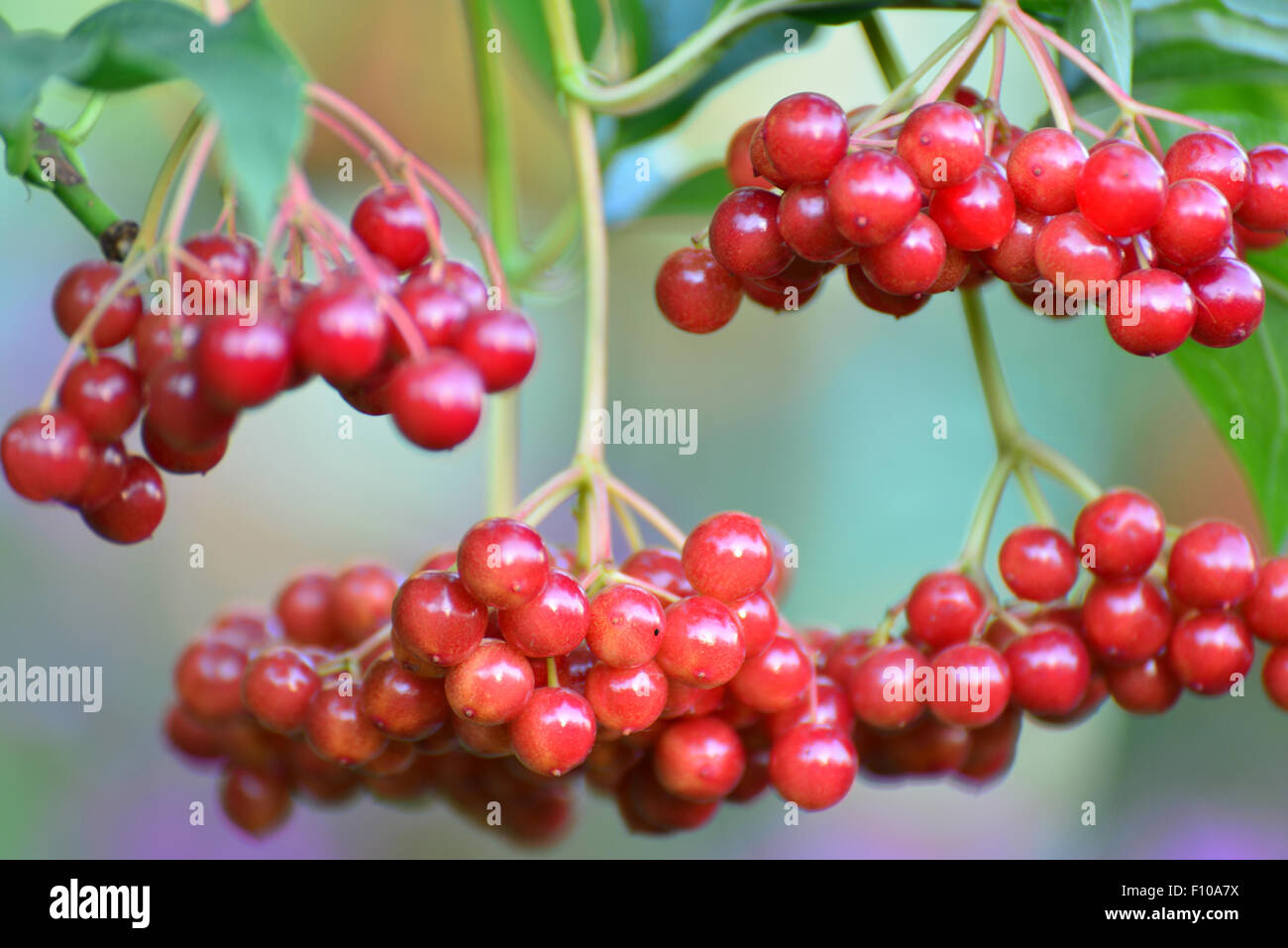 I cluster di grandi dimensioni di rosso viburnum close up Foto Stock