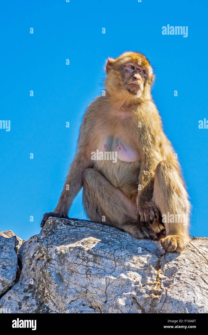 Macachi (Macaca sylvanus) Upper Rock di Gibilterra Foto Stock