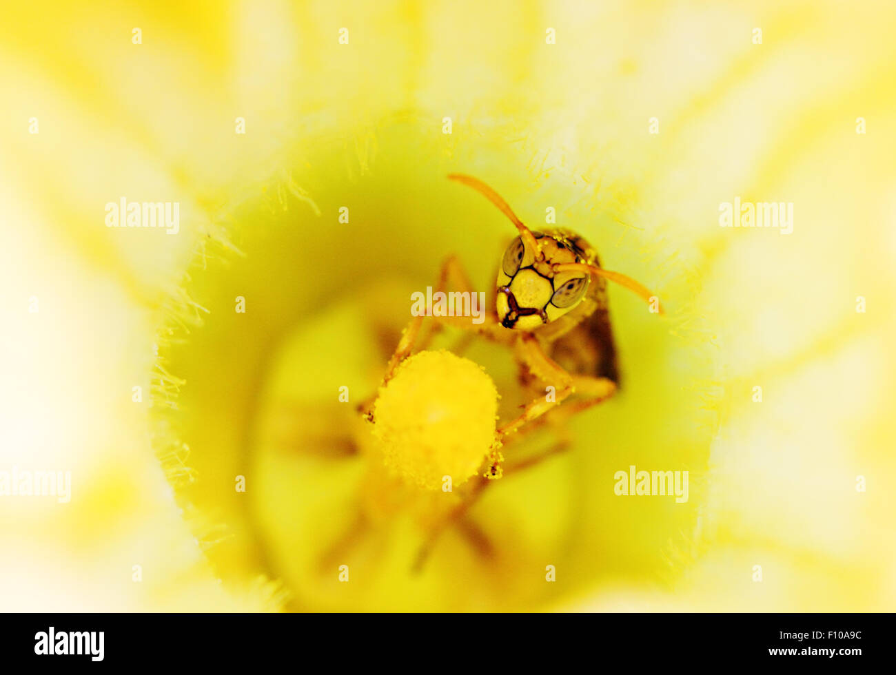 Hornet colore giallo su un stame di un fiore di zucca Foto Stock