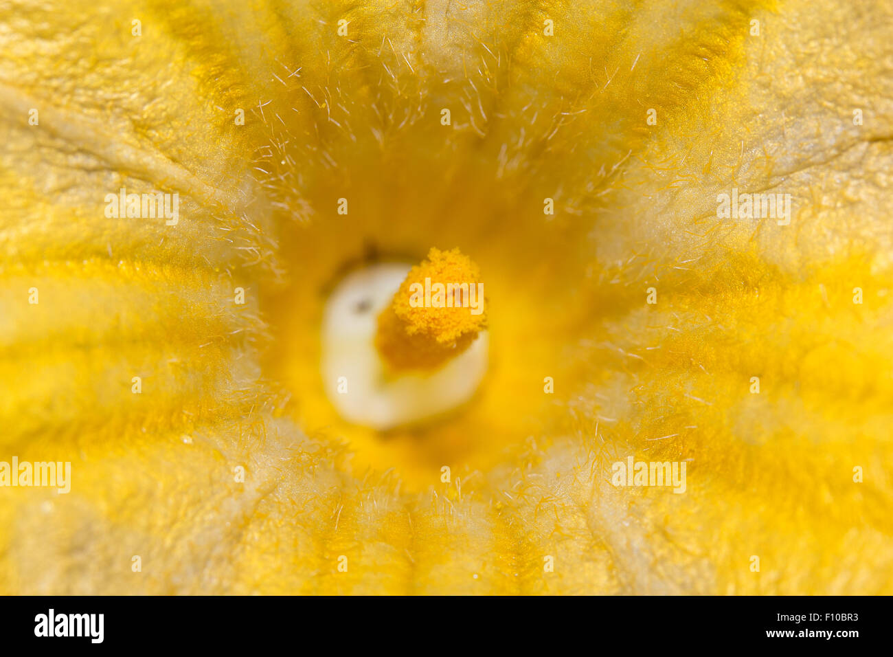 Immagine ravvicinata di un stame di un maschio di fiori di zucca Foto Stock