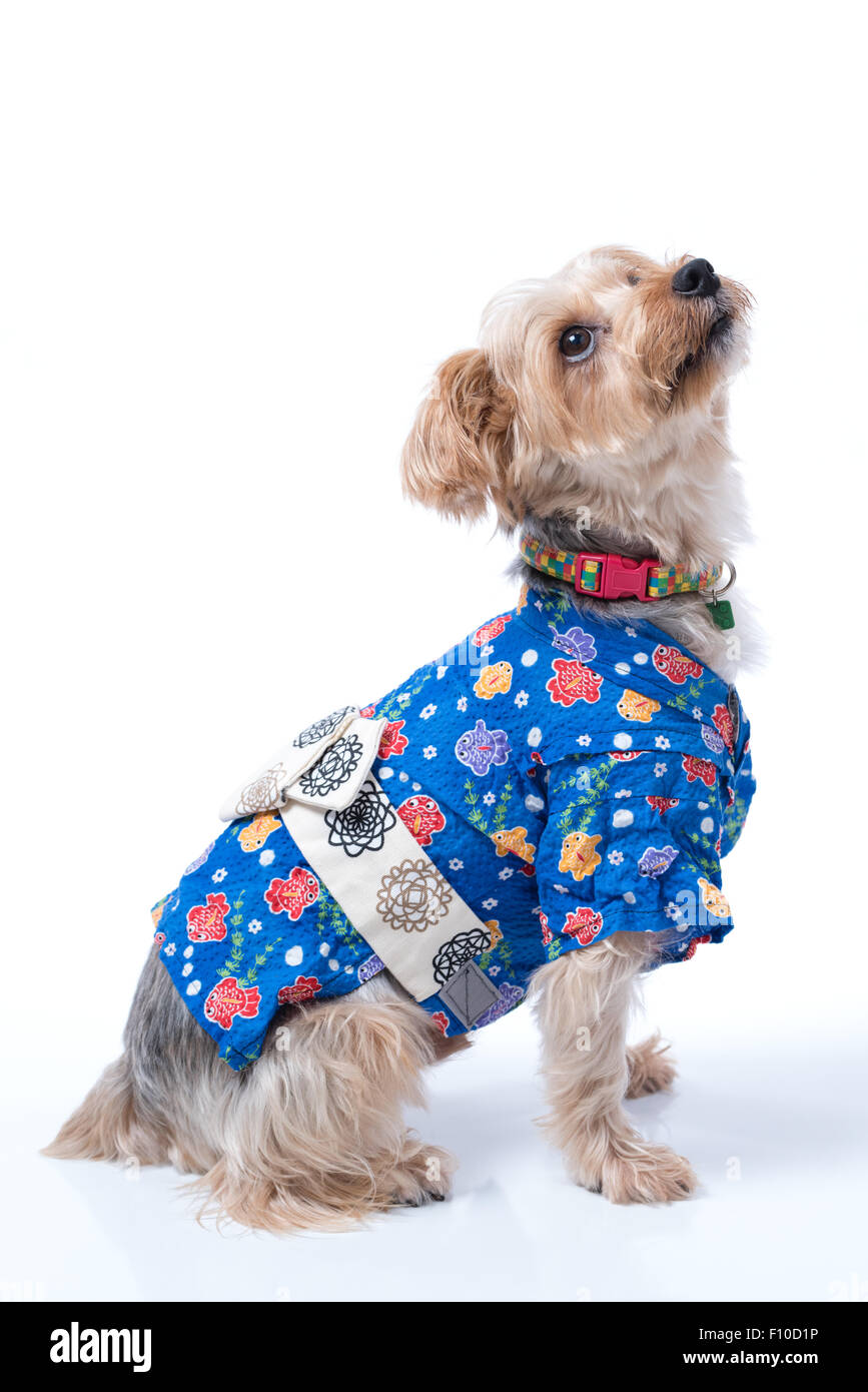 Un Yorkshire Terrier indossando un blu yukata Giapponesi. Foto Stock