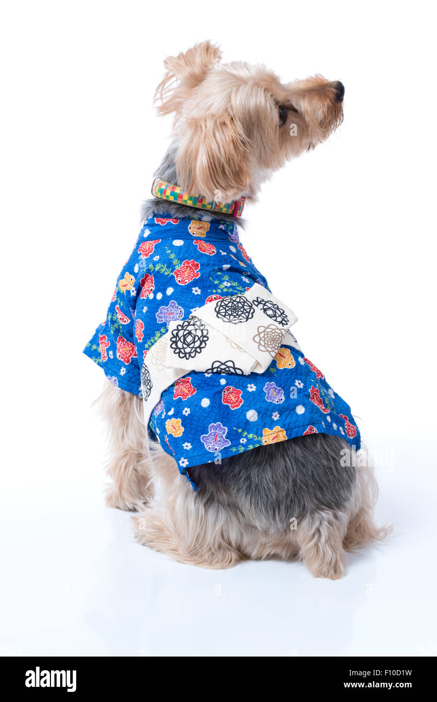 Un Yorkshire Terrier indossando un blu yukata Giapponesi. Foto Stock