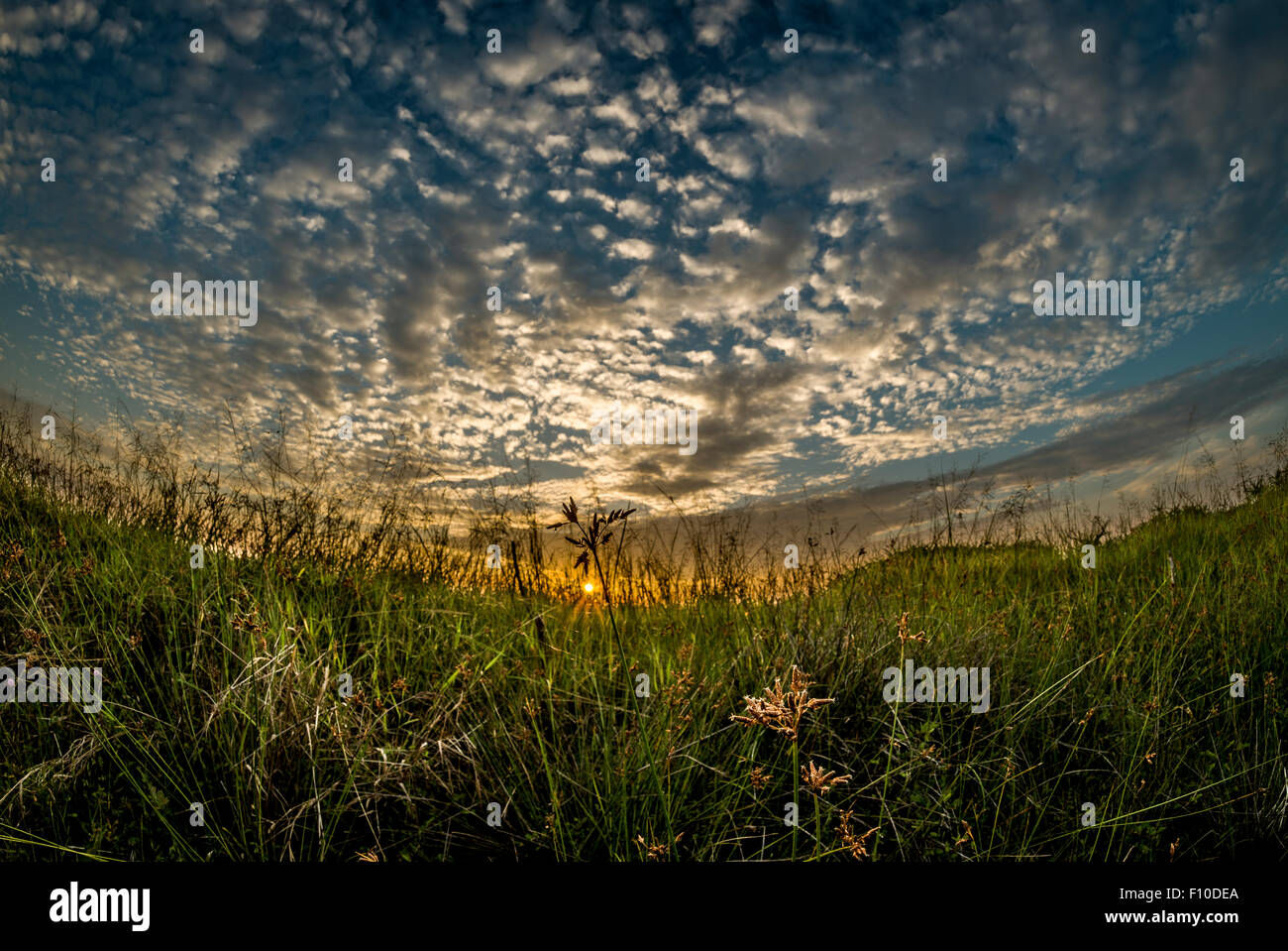 Cespugli selvatici la mattina con il sole e cielo drammatico in Malesia Foto Stock