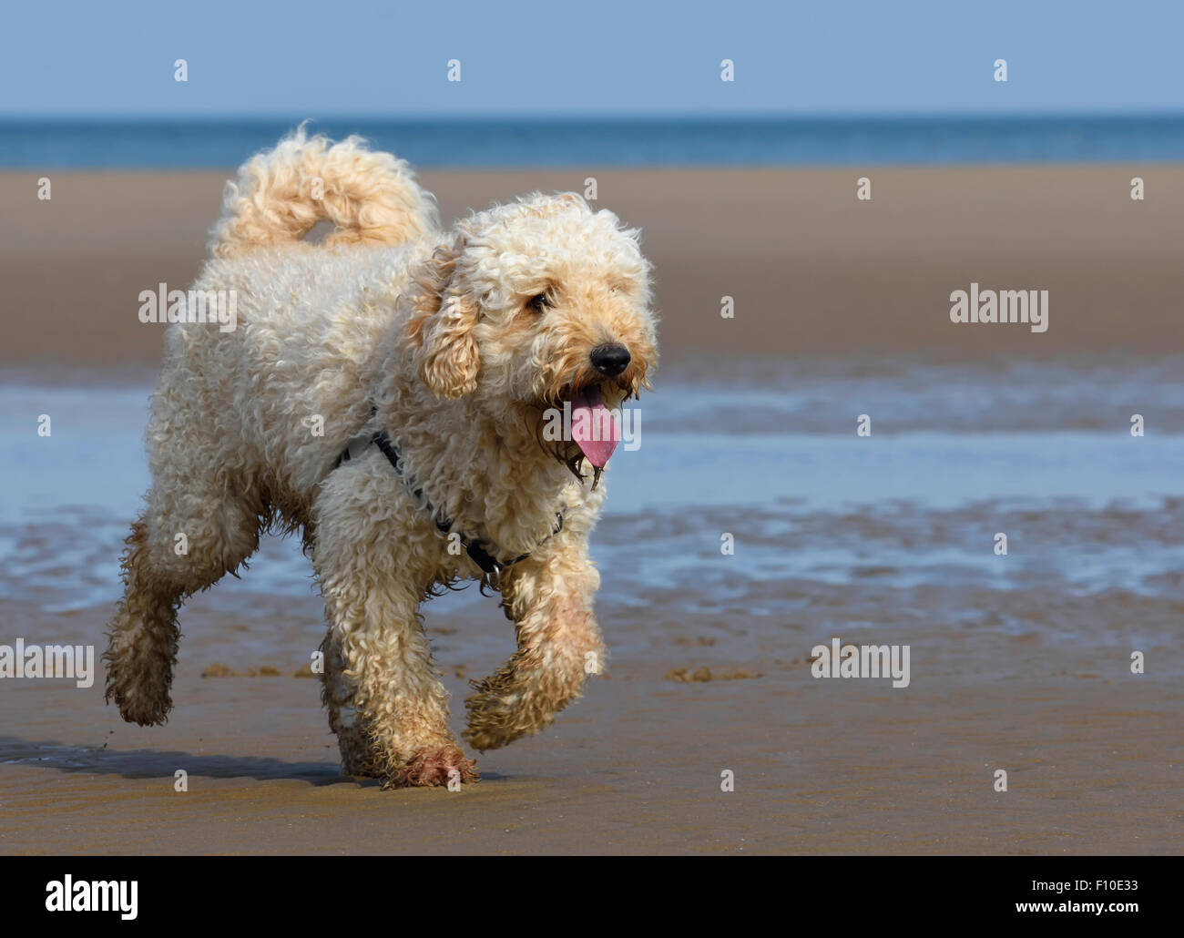 Labradoodle cane che corre sulla spiaggia di Blackpool, Lancashire Foto Stock