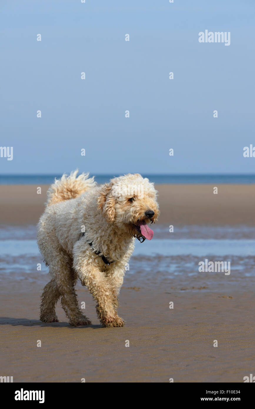 Labradoodle cane a camminare sulla spiaggia di Blackpool, Lancashire Foto Stock