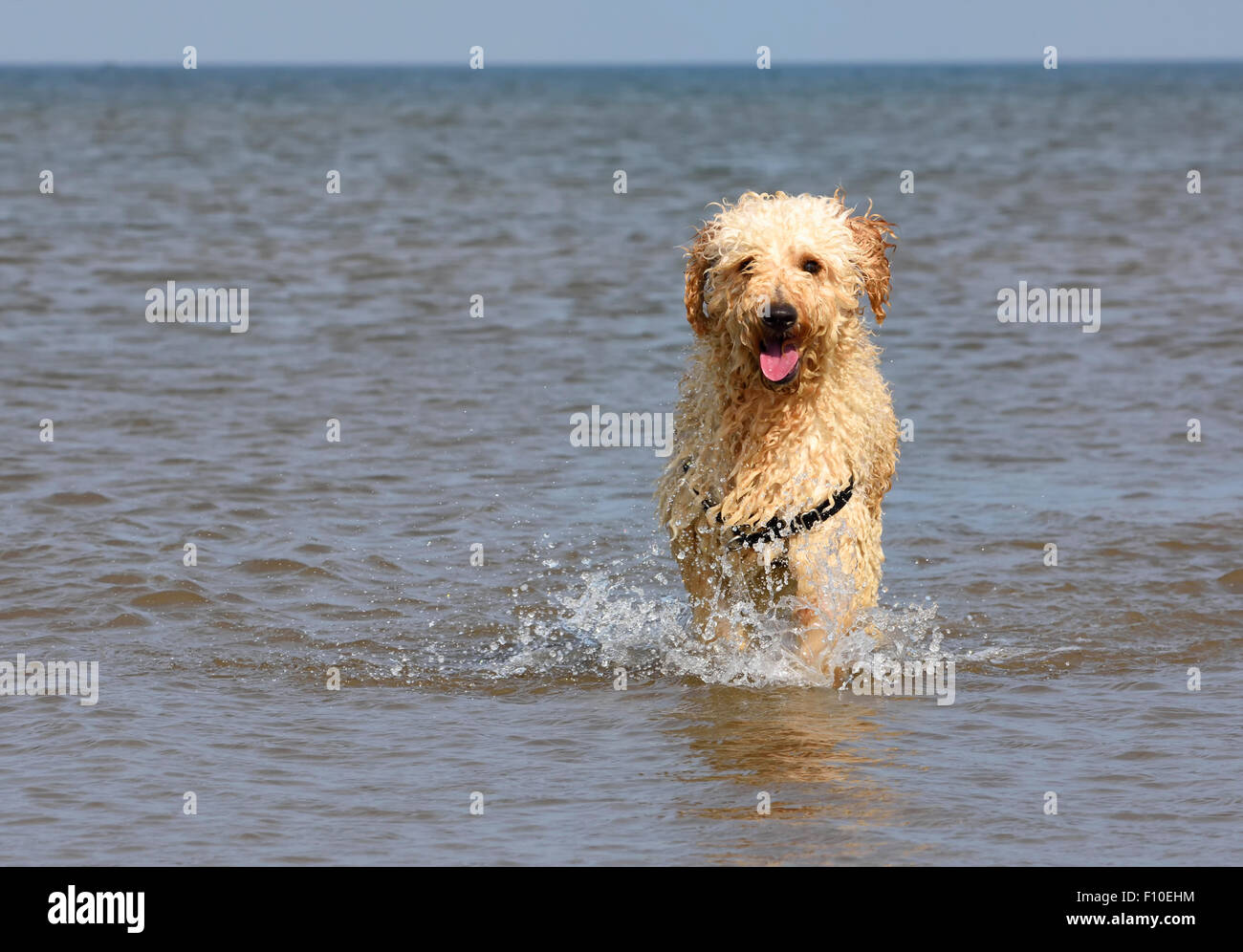 Il cane Labradoodle gioca in mare a Blackpool, Lancashire Foto Stock