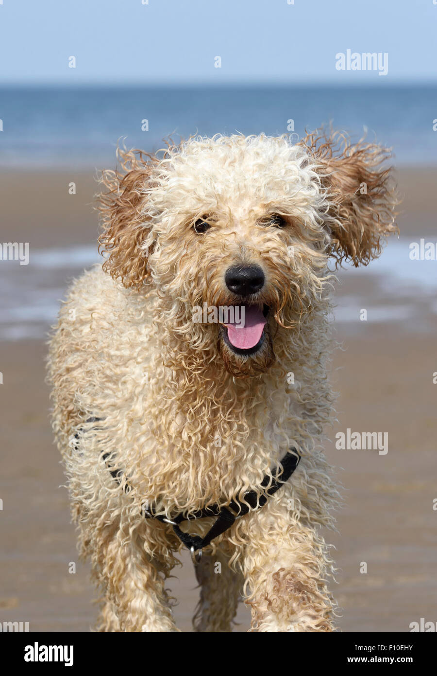 Labradoodle cane che corre sulla spiaggia di Blackpool, Lancashire Foto Stock