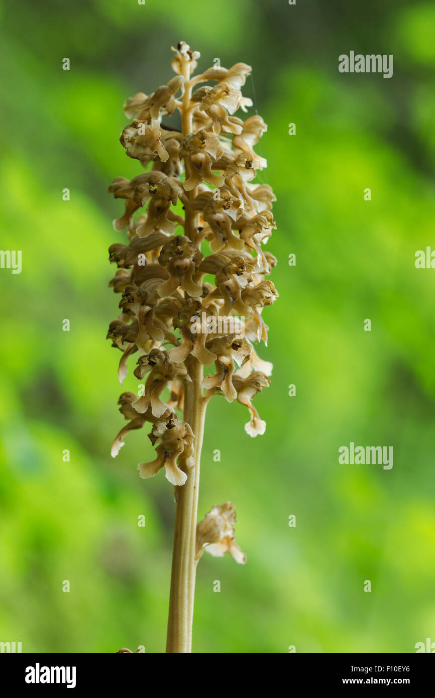 Birdsnest orchid, nome latino Neottia nidus-avis Foto Stock