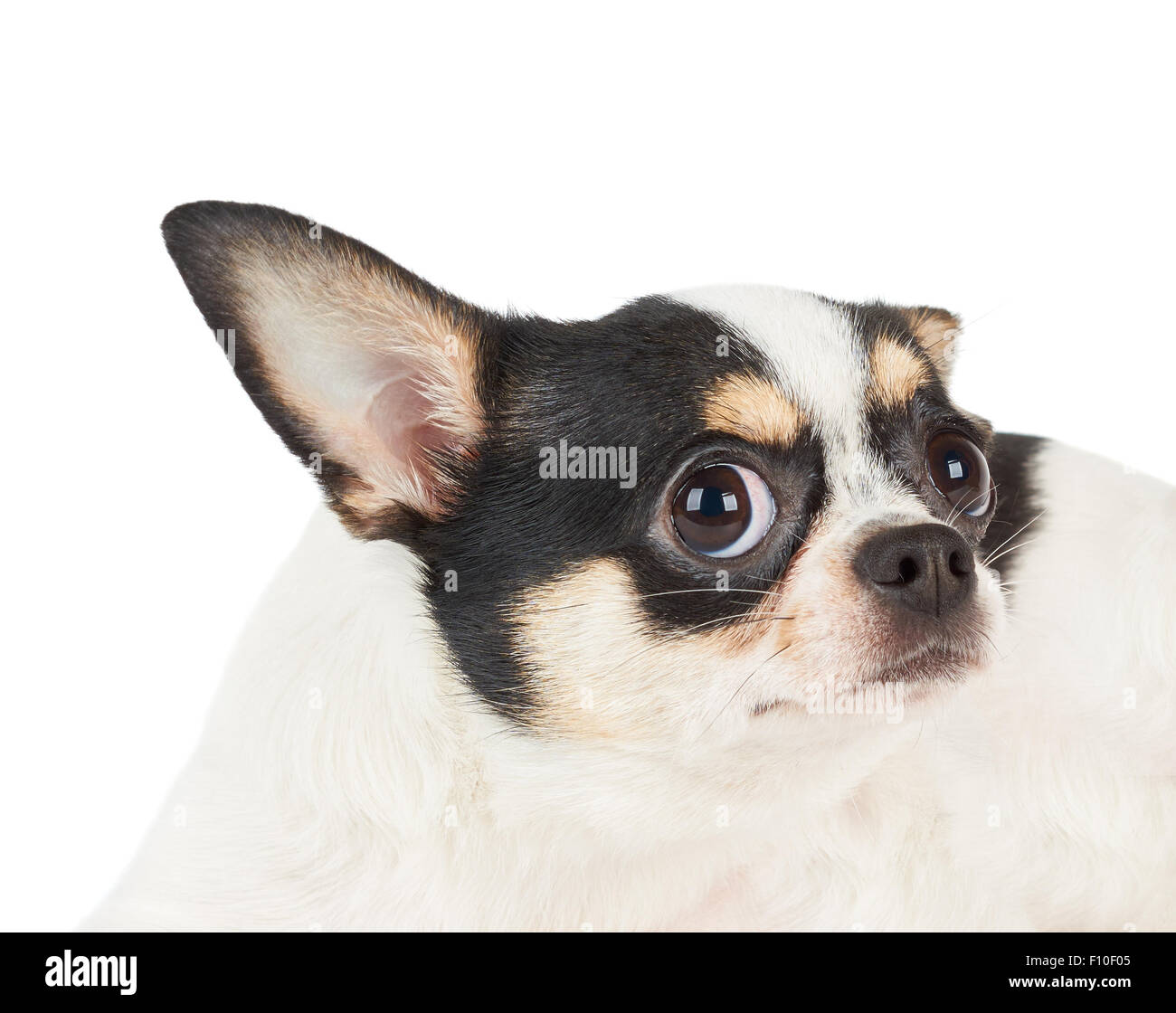 Divertente ritratto di Chihuahua con ampiamente aperto gli occhi isolati su sfondo bianco Foto Stock