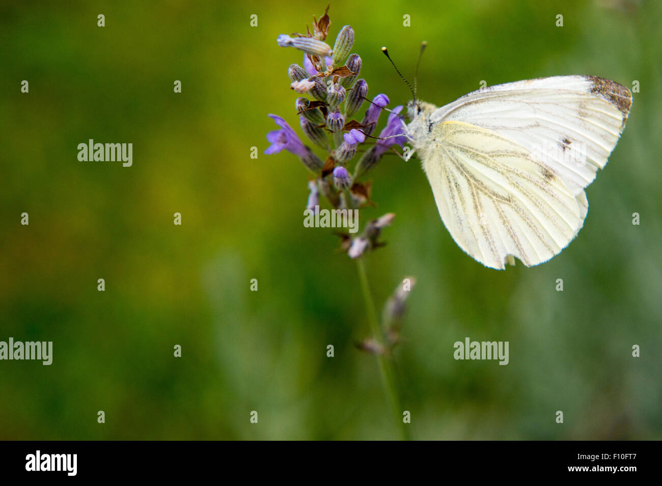 Cavolo butterfly (Sarcococca brassicae) sulla lavanda, grandi cavolo bianco bianco, l'alimentazione sulla lavanda Foto Stock