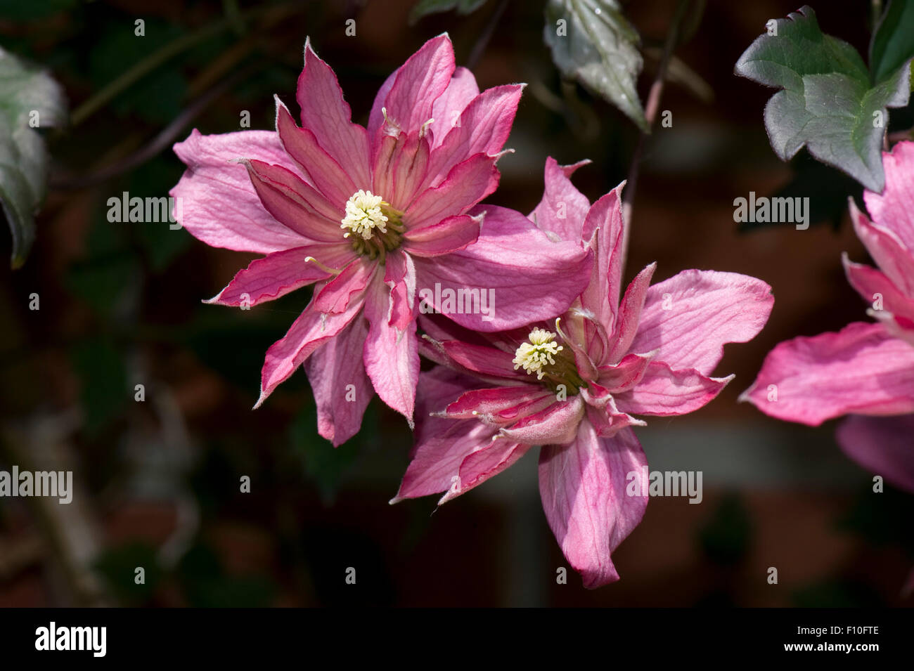 Fiori ornamentali di arrampicata la clematide montana "Brougton Star', Berkshire, può Foto Stock