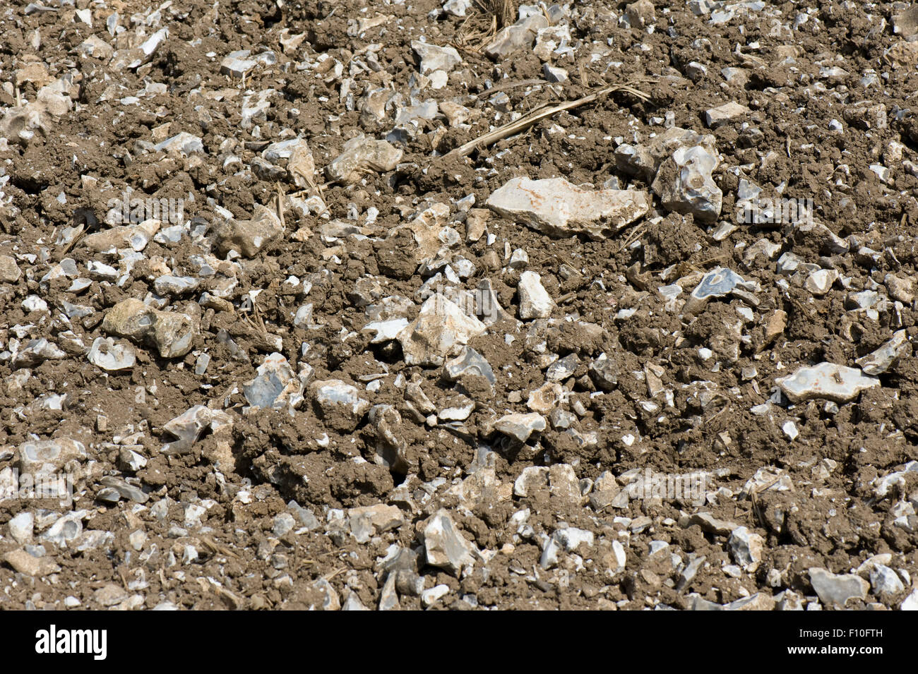 Stony suolo coltivato sovrastante chalk downland con un alta percentuale di rotture di pietre di selce, Berkshire, può Foto Stock