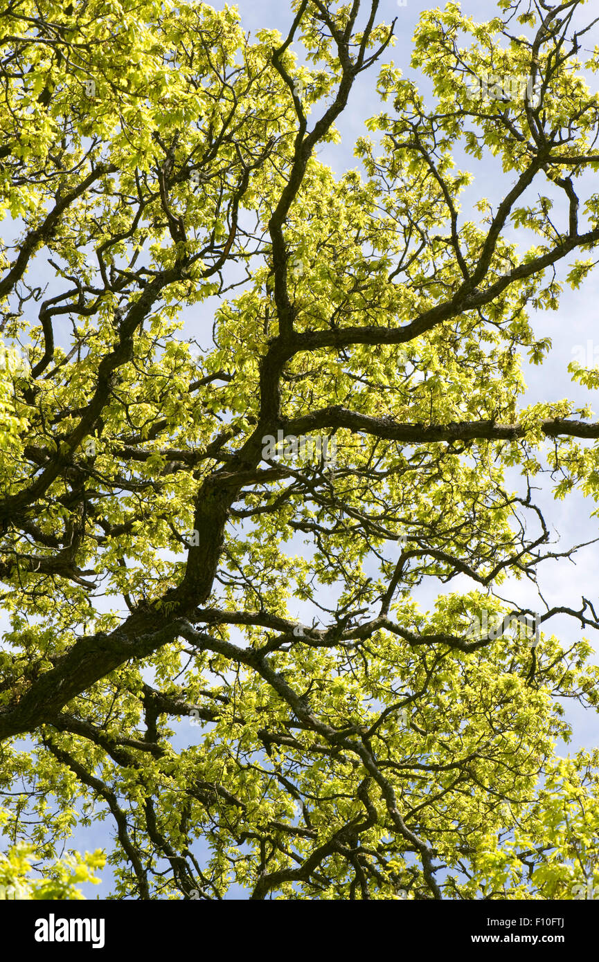 Giovani acido verde fogliame a molla su un comune albero di quercia, Quercusa rubur, silouetted con rami scuro contro un cielo blu, Berkshir Foto Stock