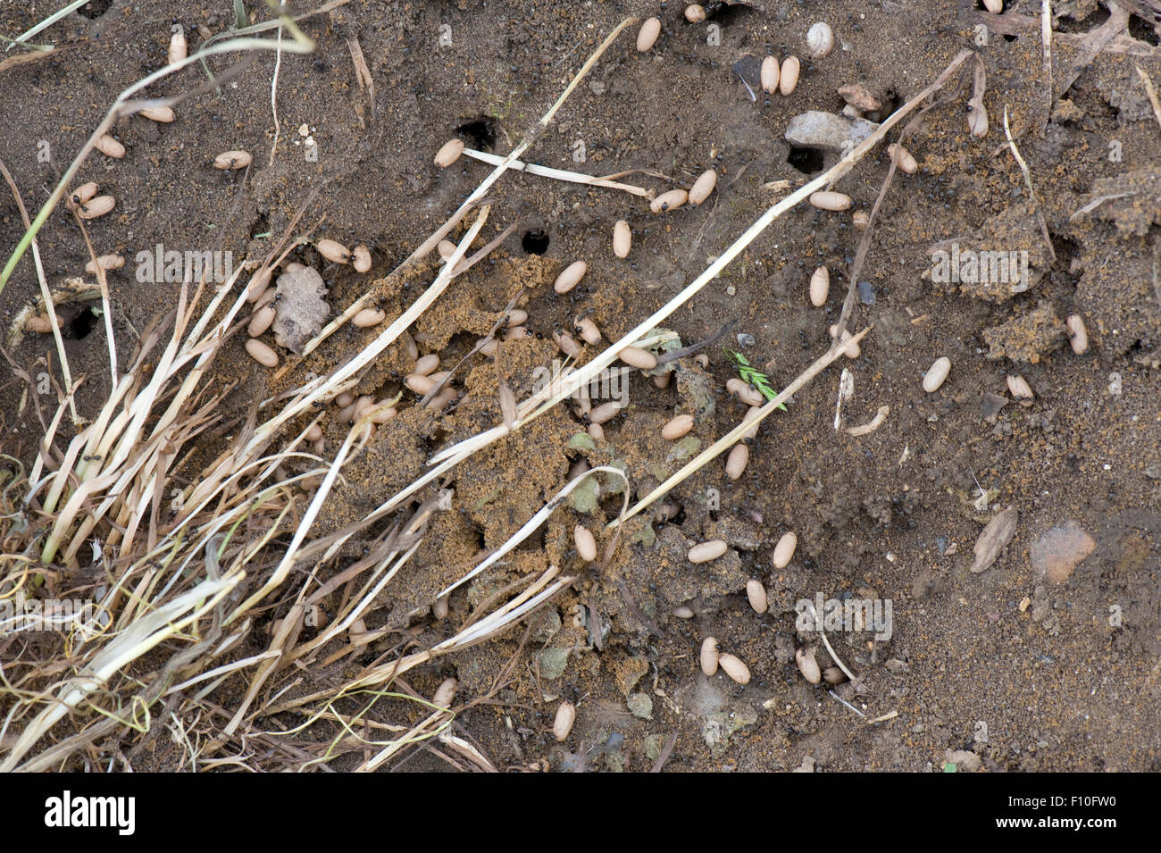 Esposti colonia di nero garden le formiche Lasius niger, con le pupe di battenti fuchi e immaturi queens, Giugno Foto Stock