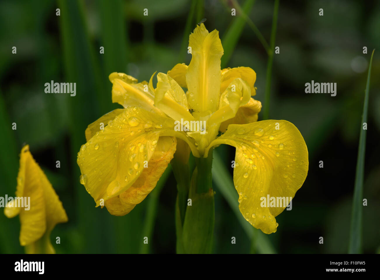 Fiore di una bandiera gialla iris, Iris pseudocorus, con gocce di pioggia e il ricovero di afidi Foto Stock