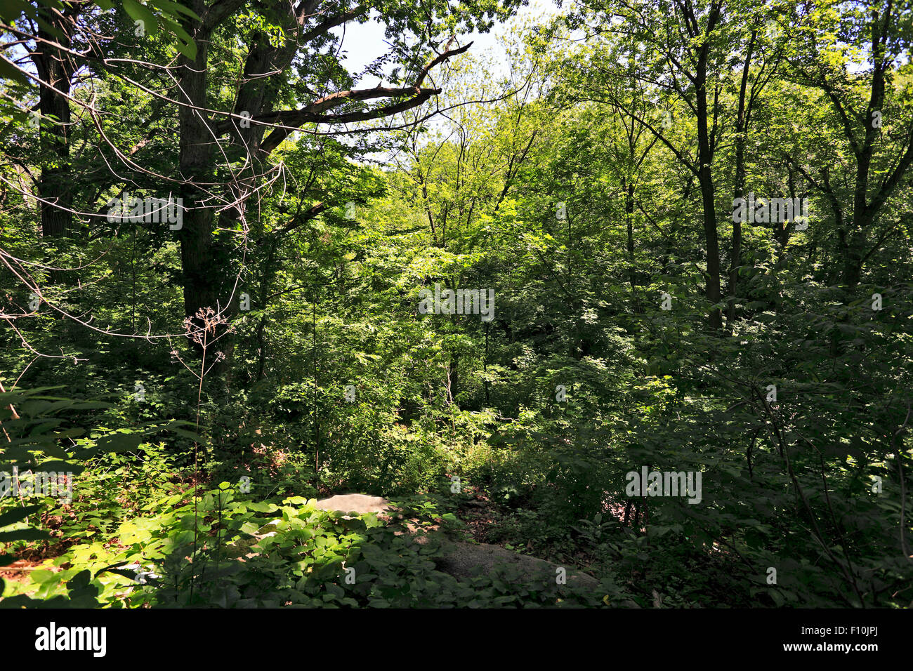 Van Cortlandt Park boschi Bronx New York Foto Stock