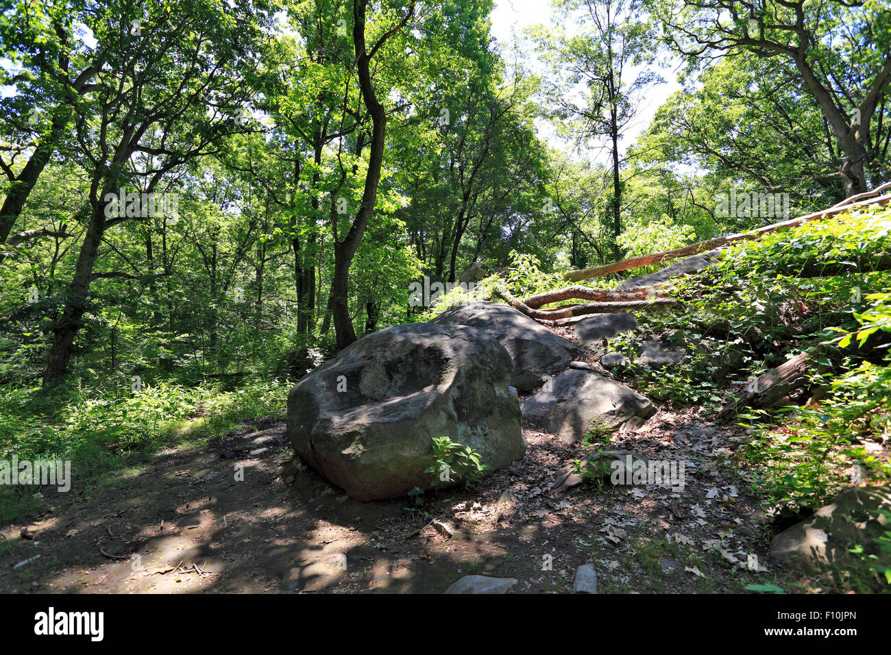 Van Cortlandt Park boschi Bronx New York Foto Stock