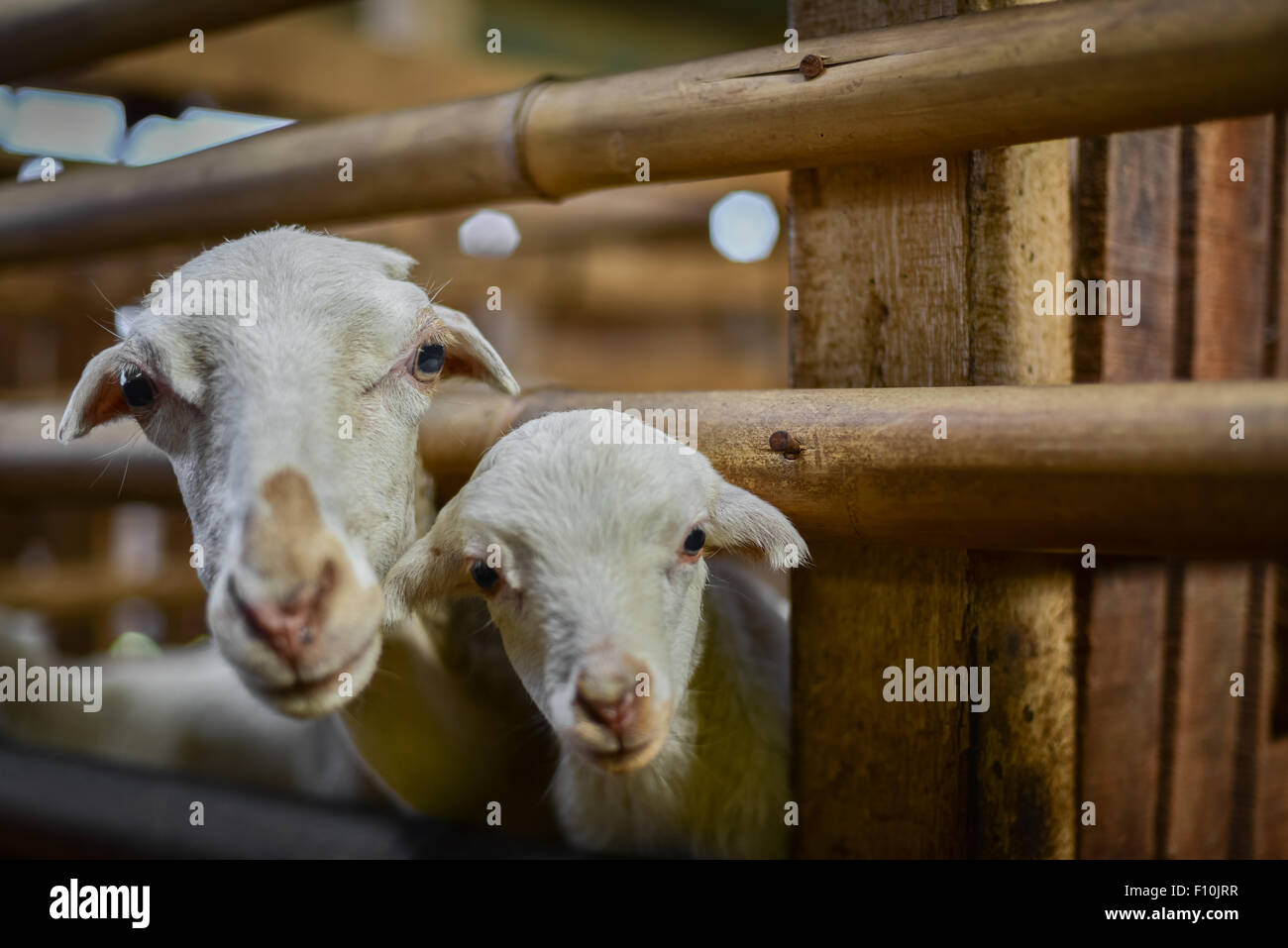 Le capre di una fattoria di comunità si sono sviluppate come una fonte alternativa di reddito per gli agricoltori-abitanti del villaggio a Pacet, Cianjur, Giava occidentale, Indonesia. Foto Stock