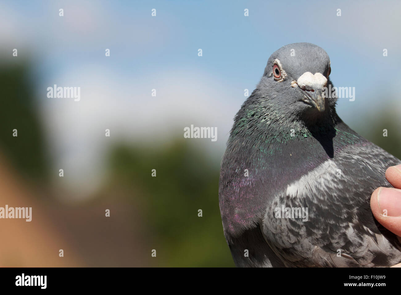 Racing pigeon in mano. Regno Unito Foto Stock