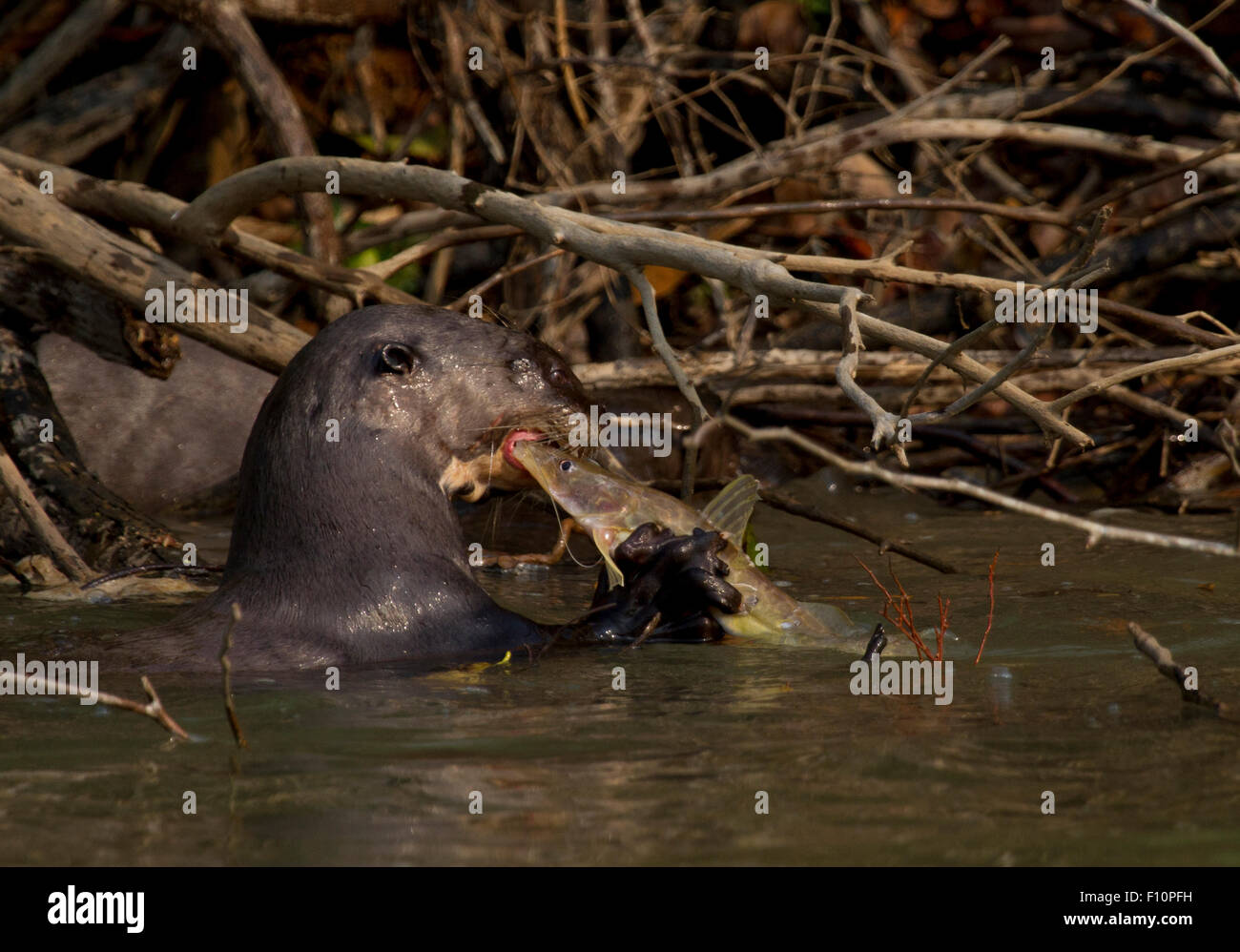 Gigante lontre di fiume sul fiume Paraguay nel Pantanal in Brasile Foto Stock