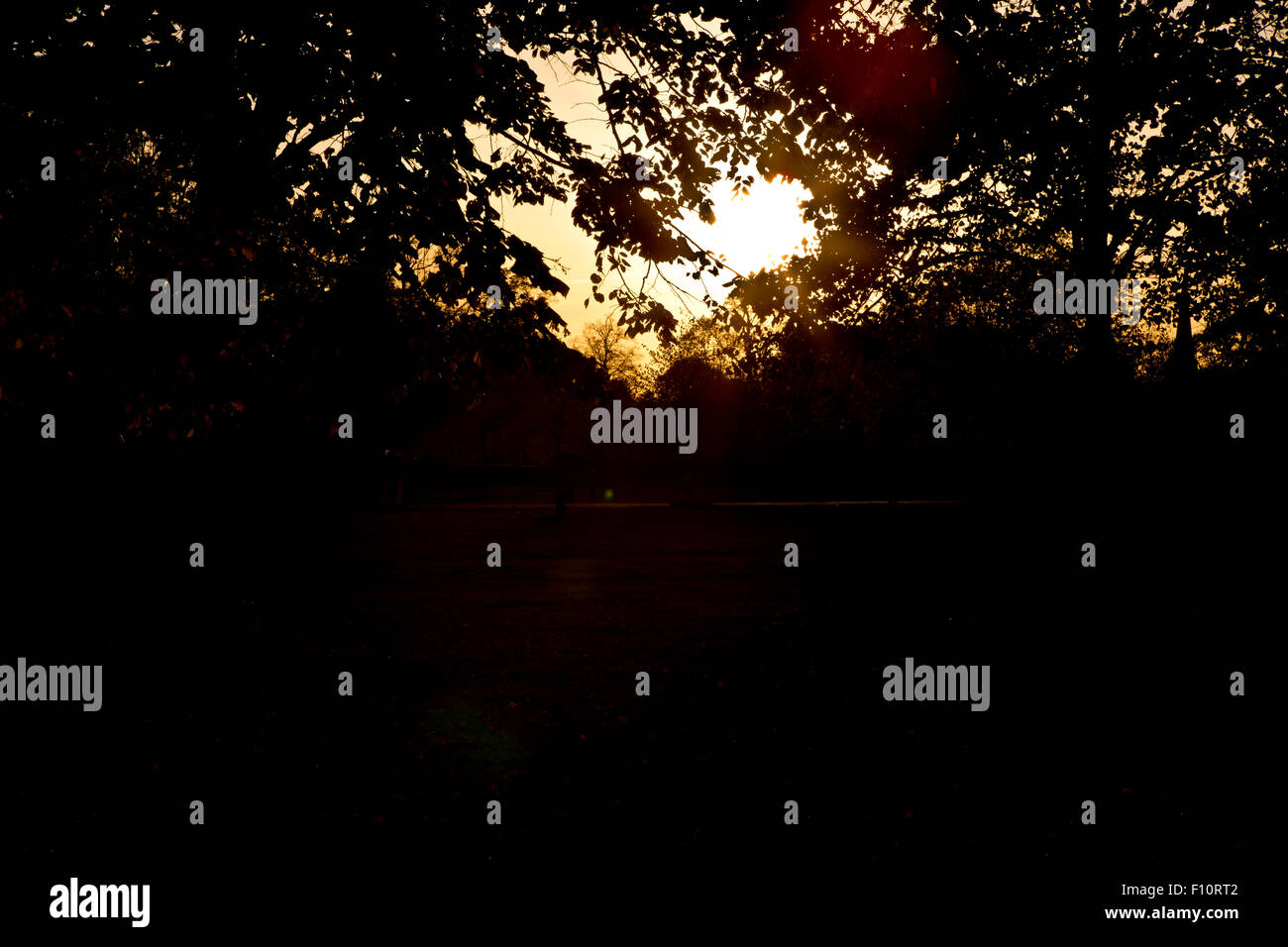 La luce del sole attraverso foglie degli alberi di Hyde Park Kensington Londra Inghilterra REGNO UNITO Foto Stock