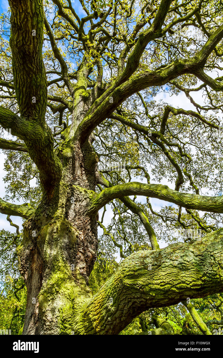 Colorato vaso in gesso su un vecchio albero, gnarly coperto da muschio vivo  e verde durante la primavera Foto stock - Alamy