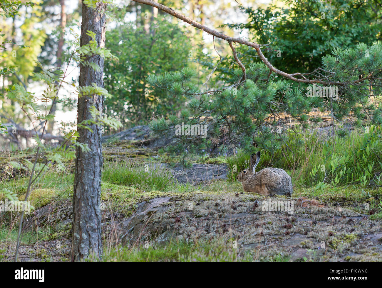Rosolare il coniglio selvatico nella foresta in estate Foto Stock