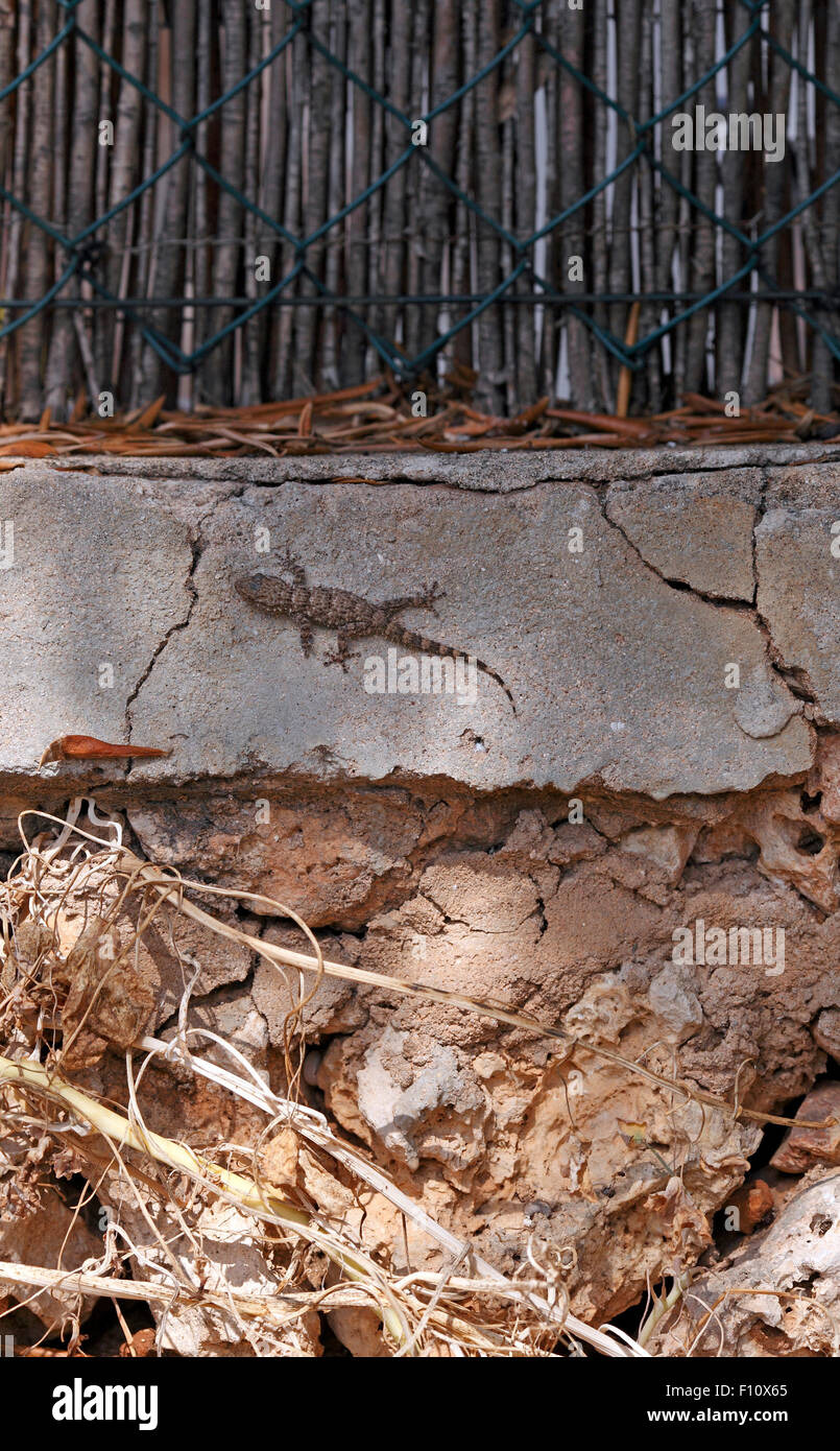 Mediterranean House Gecko, nome scientifico Hemidactylus turcicus Foto Stock
